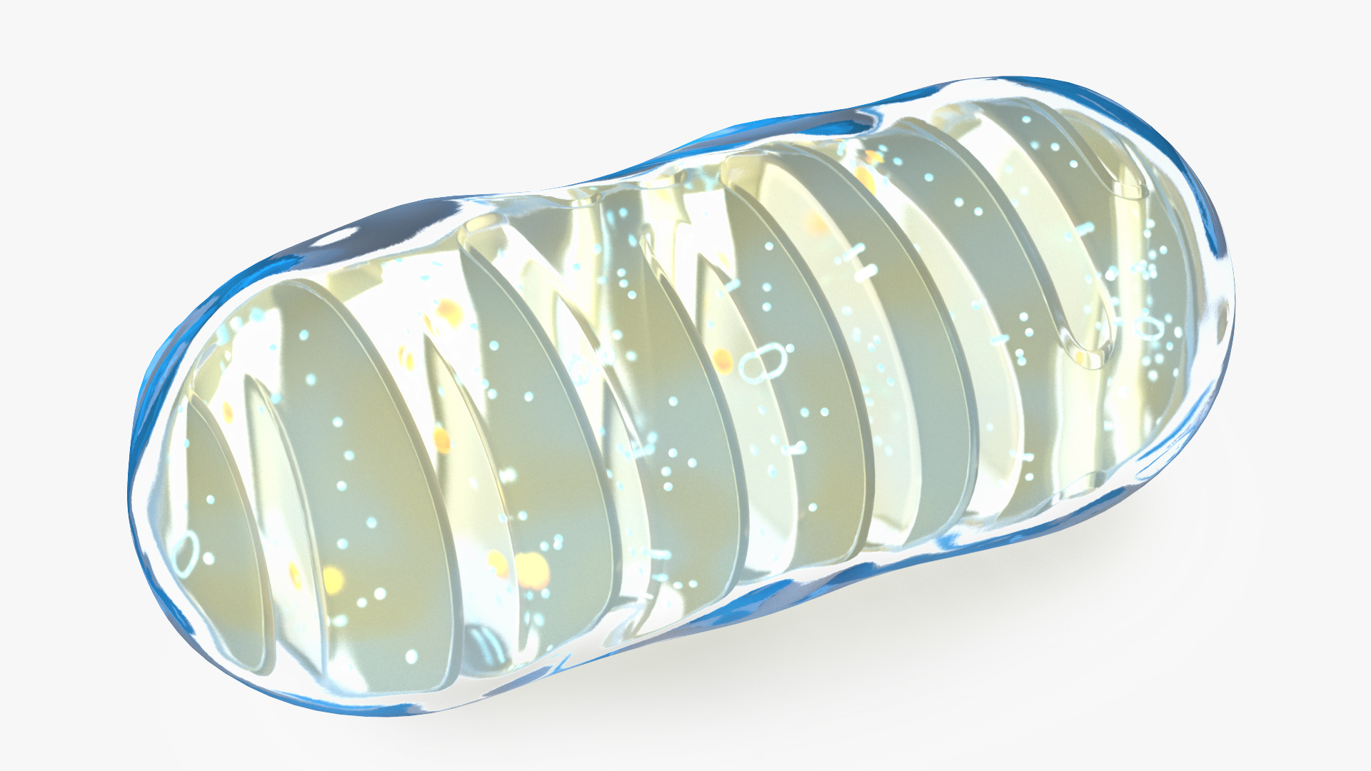 3D Mitochondrial Cell model