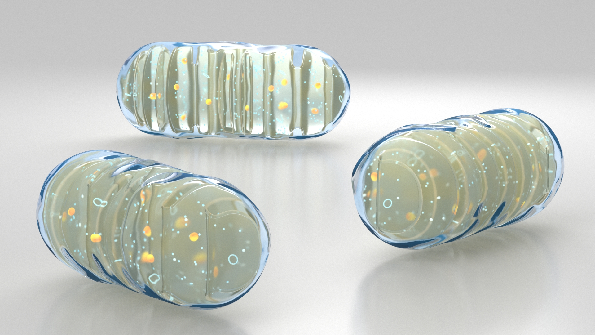 3D Mitochondrial Cell model