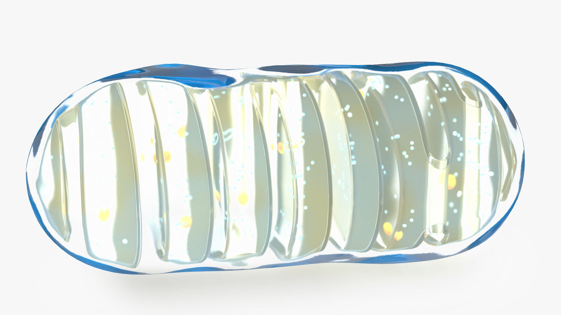 3D Mitochondrial Cell model