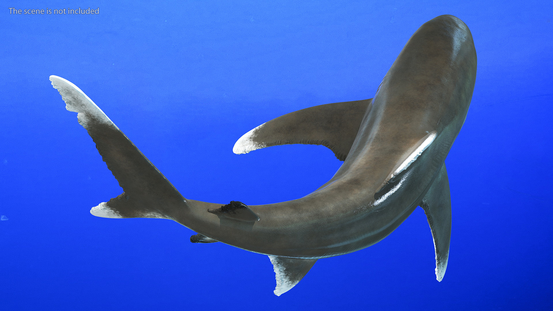 Oceanic Whitetip Shark or Carcharhinus Longimanus 3D model