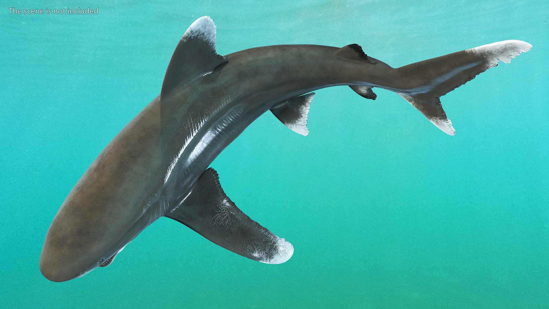 Oceanic Whitetip Shark or Carcharhinus Longimanus 3D model
