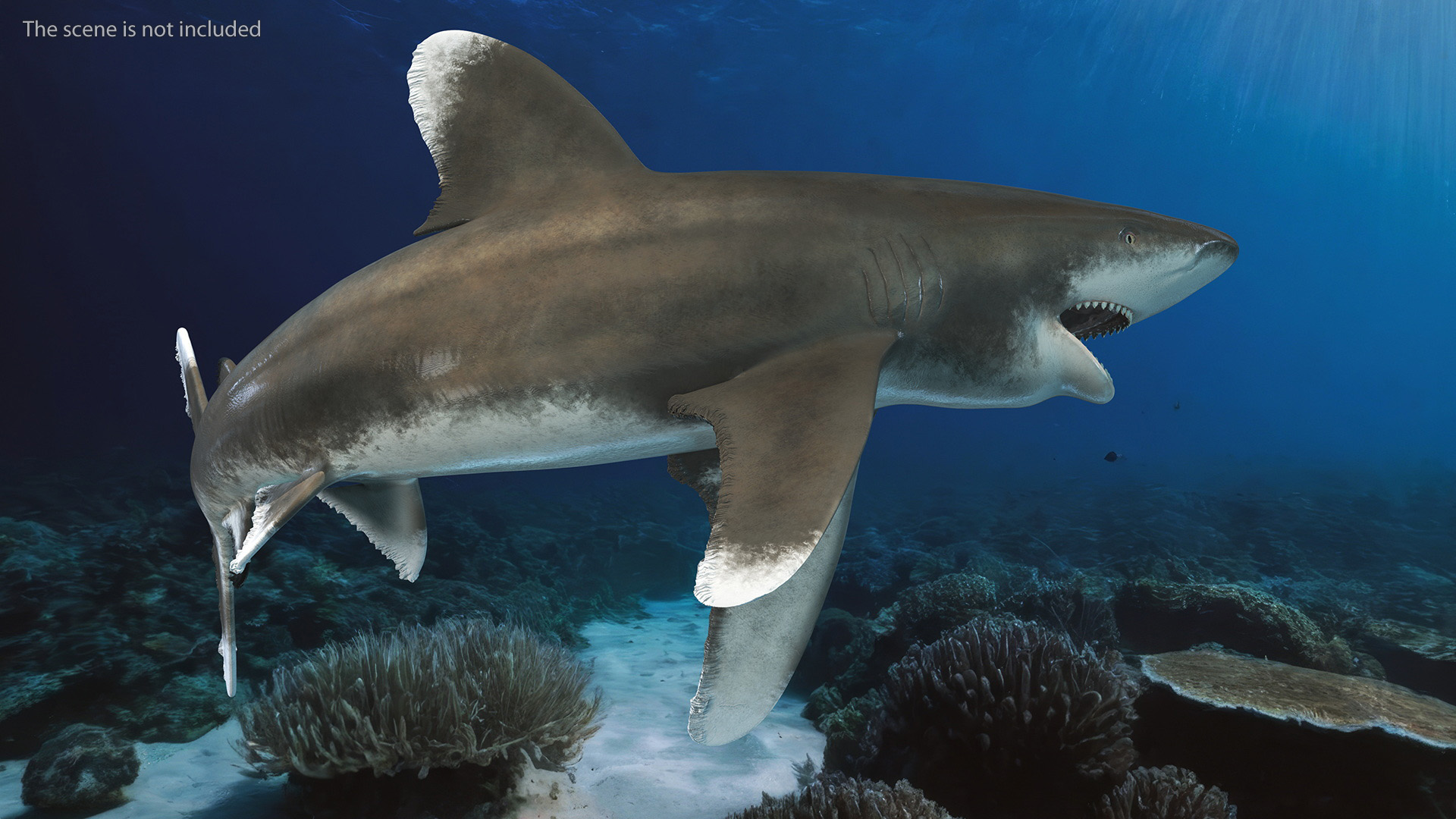 Oceanic Whitetip Shark or Carcharhinus Longimanus 3D model