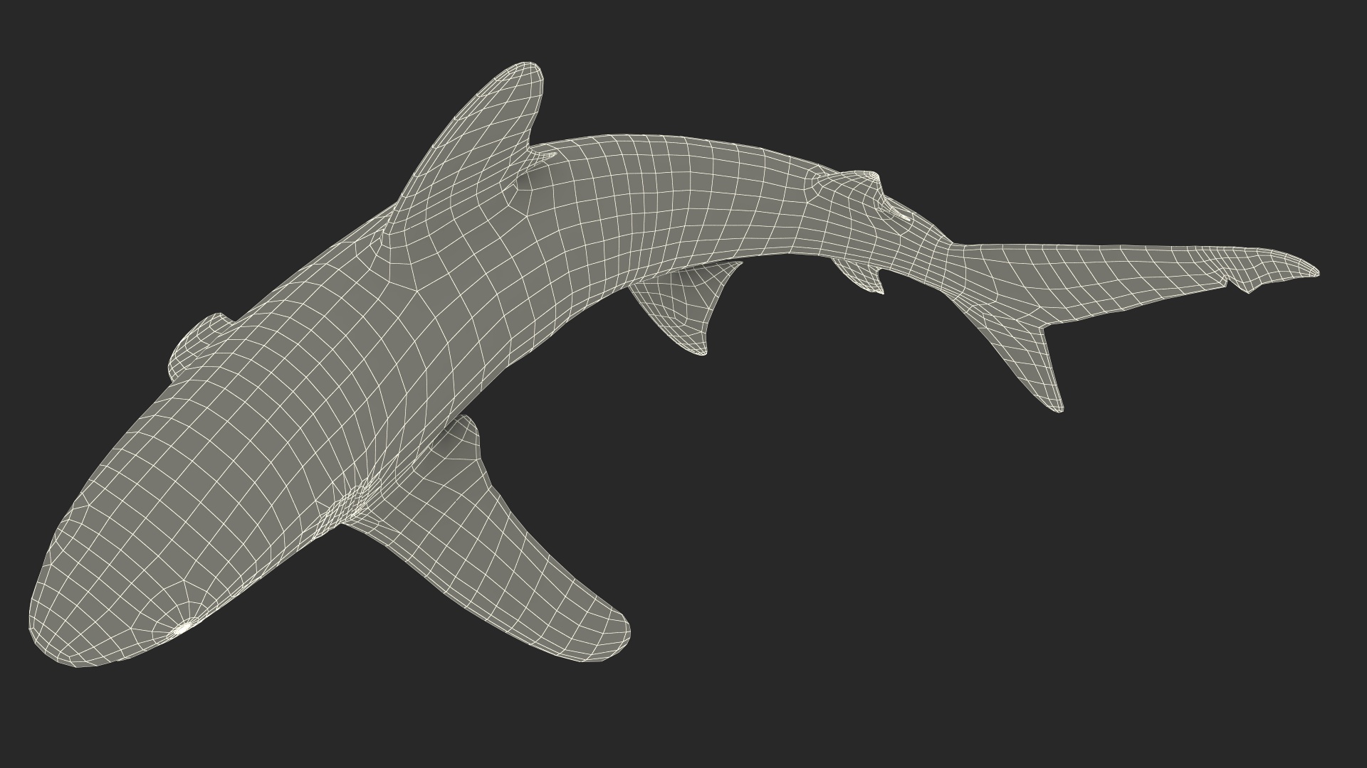 Oceanic Whitetip Shark or Carcharhinus Longimanus 3D model