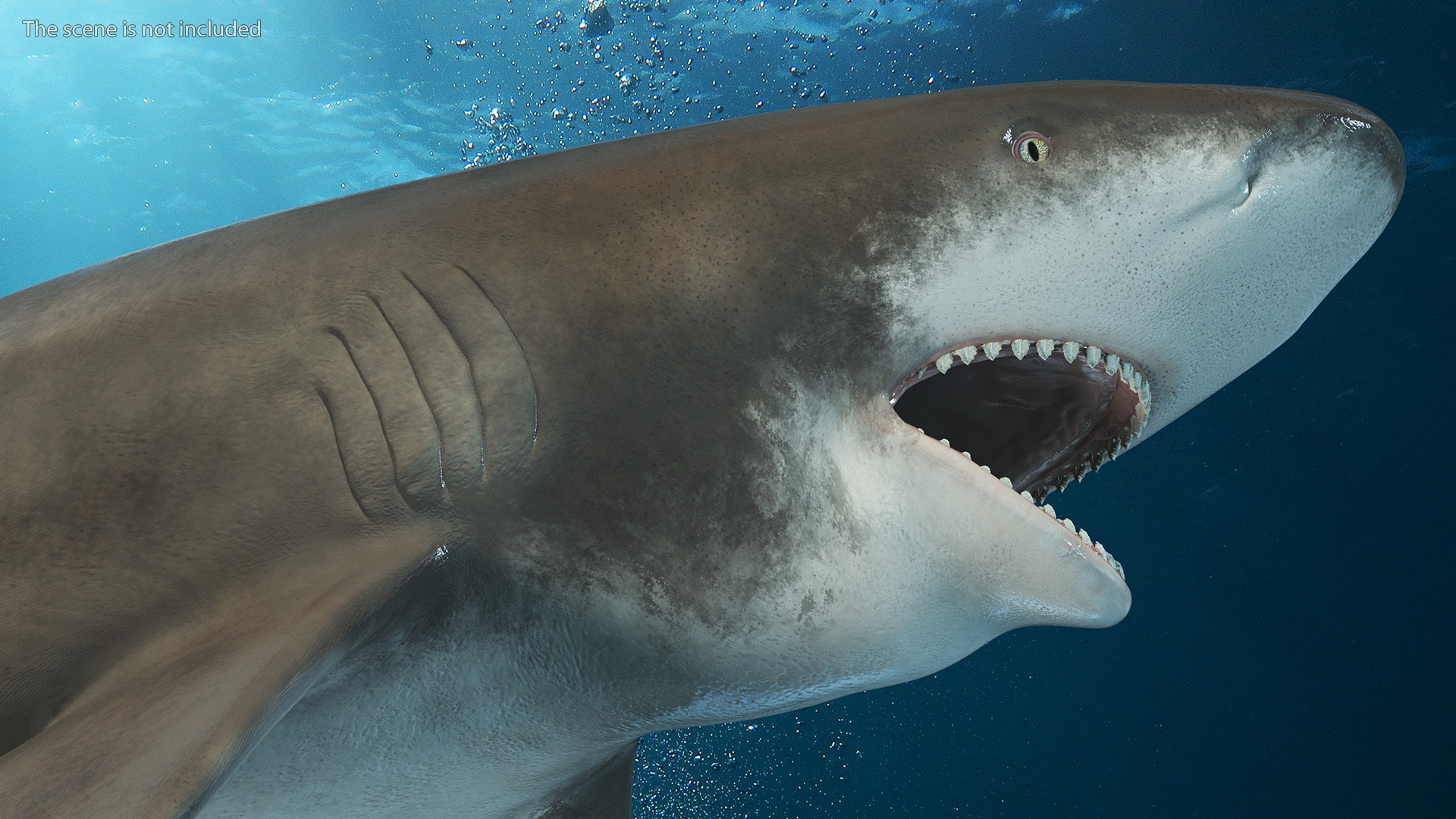 Oceanic Whitetip Shark or Carcharhinus Longimanus 3D model