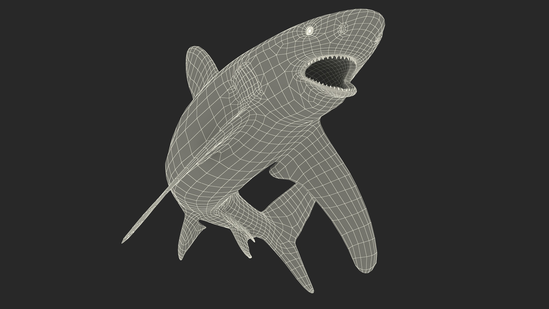 Oceanic Whitetip Shark or Carcharhinus Longimanus 3D model