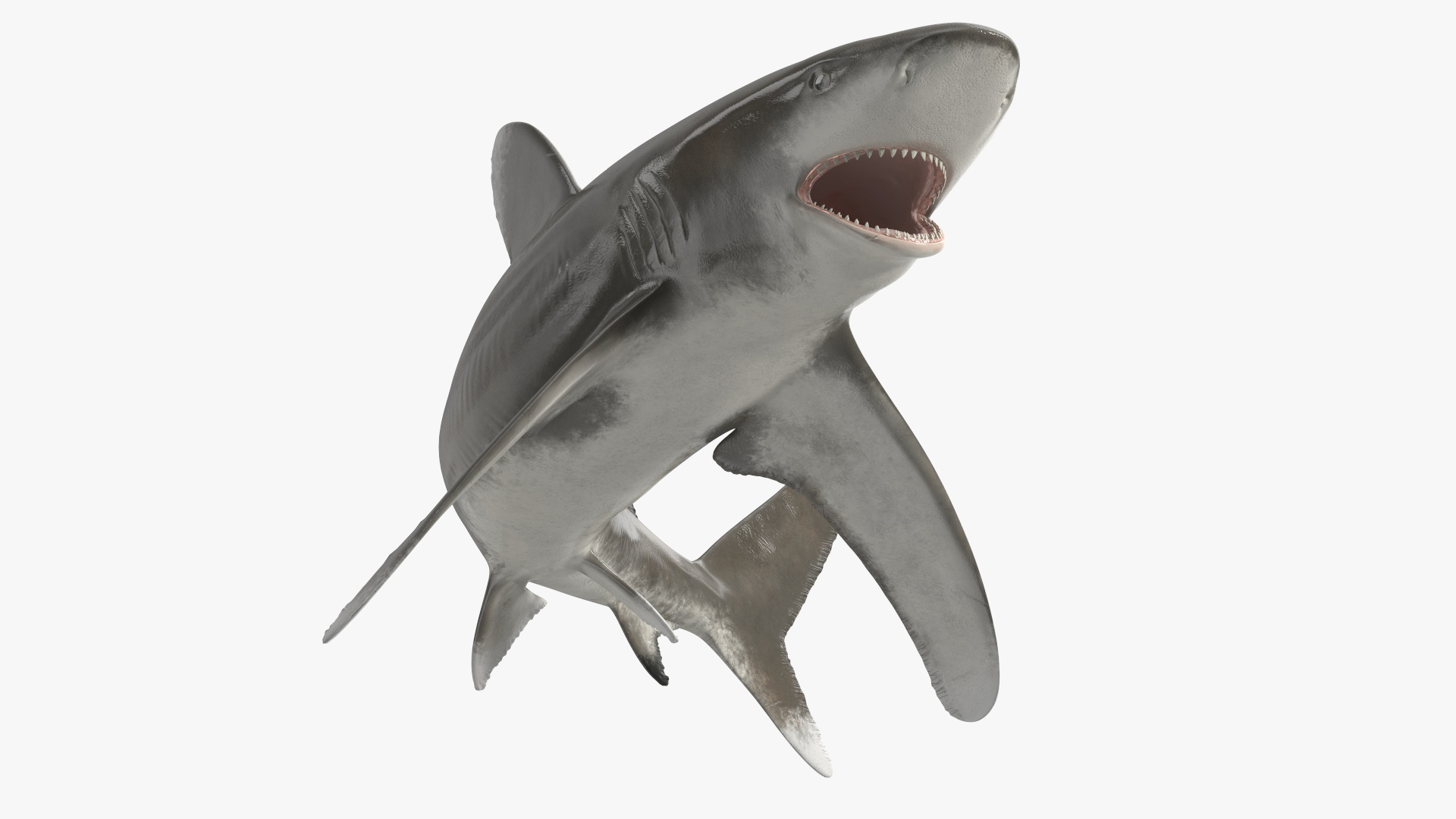 Oceanic Whitetip Shark or Carcharhinus Longimanus 3D model