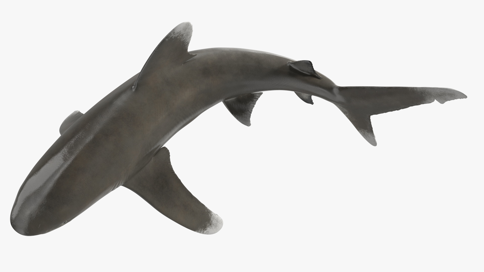 Oceanic Whitetip Shark or Carcharhinus Longimanus 3D model