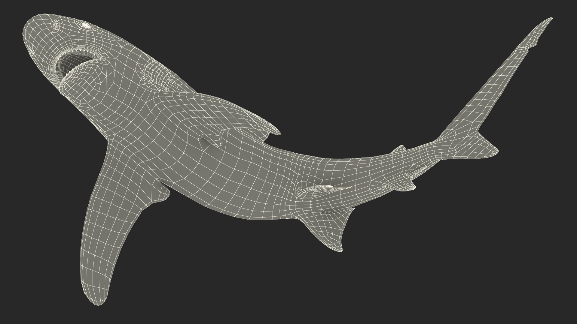 Oceanic Whitetip Shark or Carcharhinus Longimanus 3D model