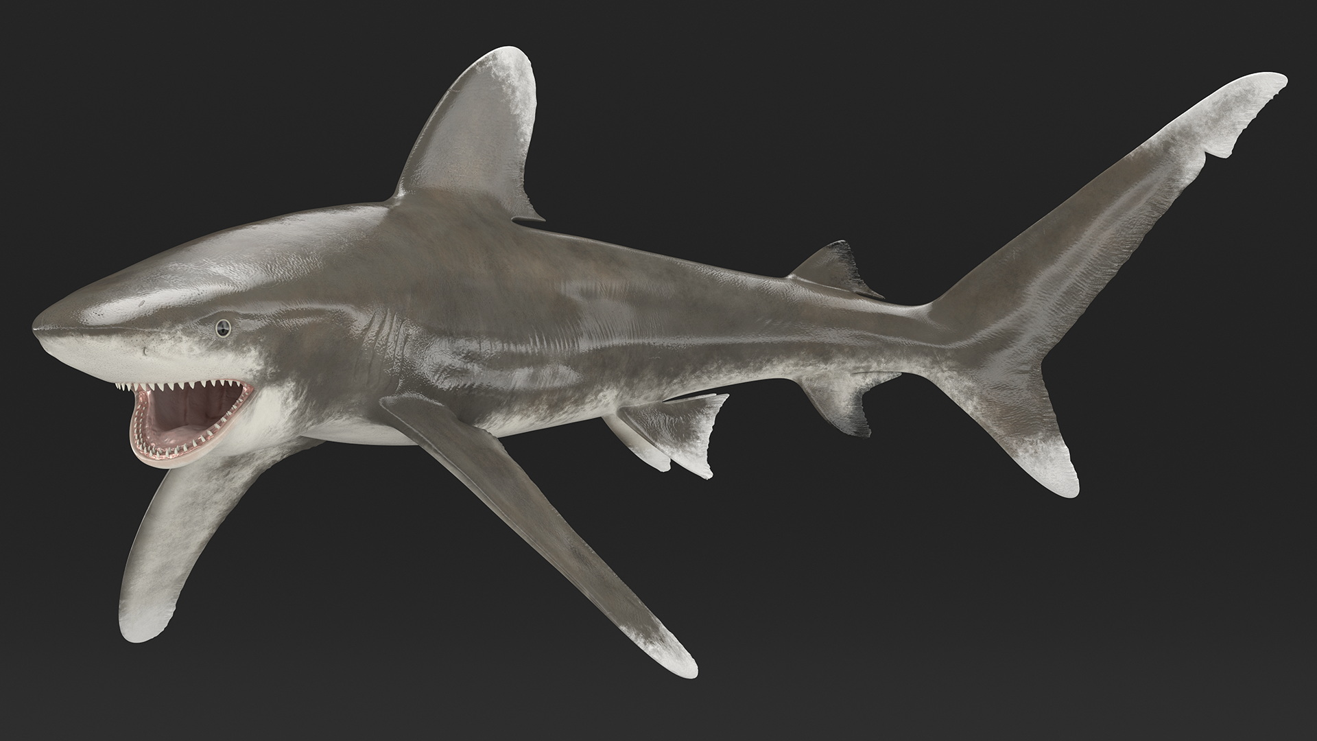 Oceanic Whitetip Shark or Carcharhinus Longimanus 3D model