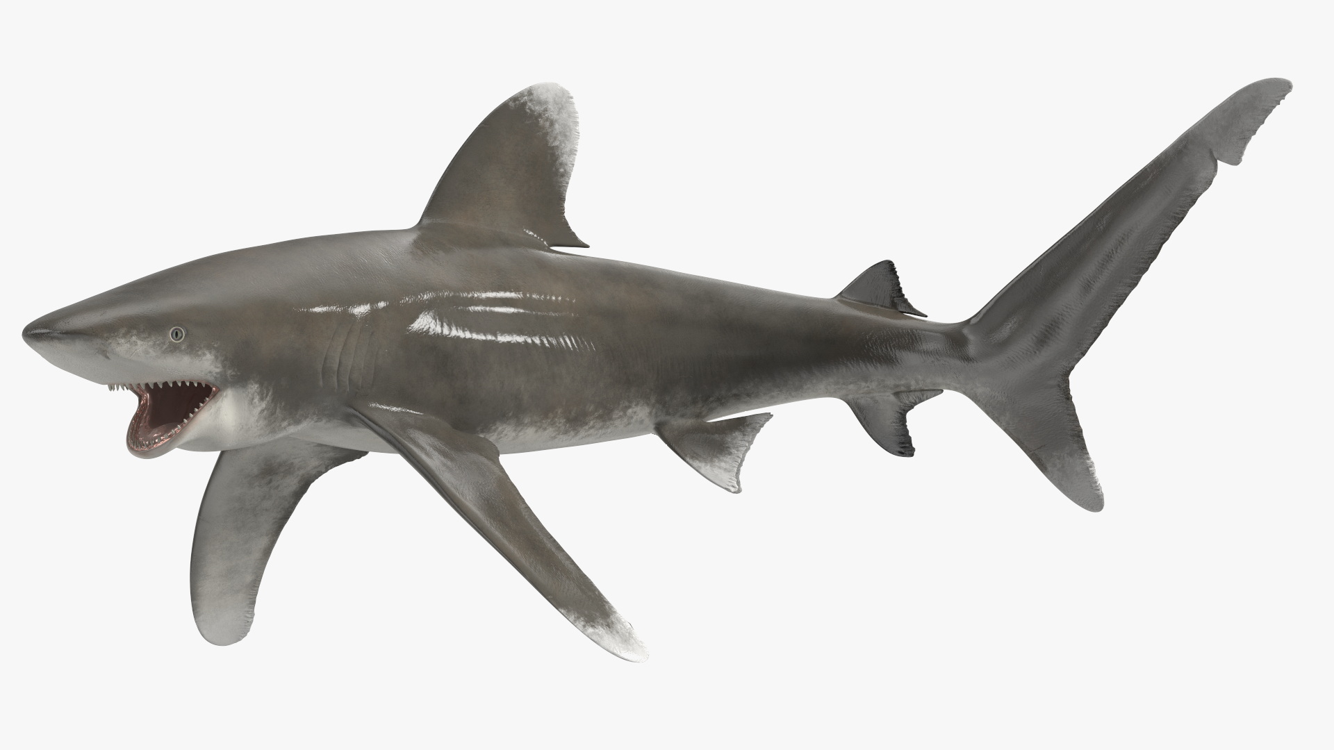 Oceanic Whitetip Shark or Carcharhinus Longimanus 3D model