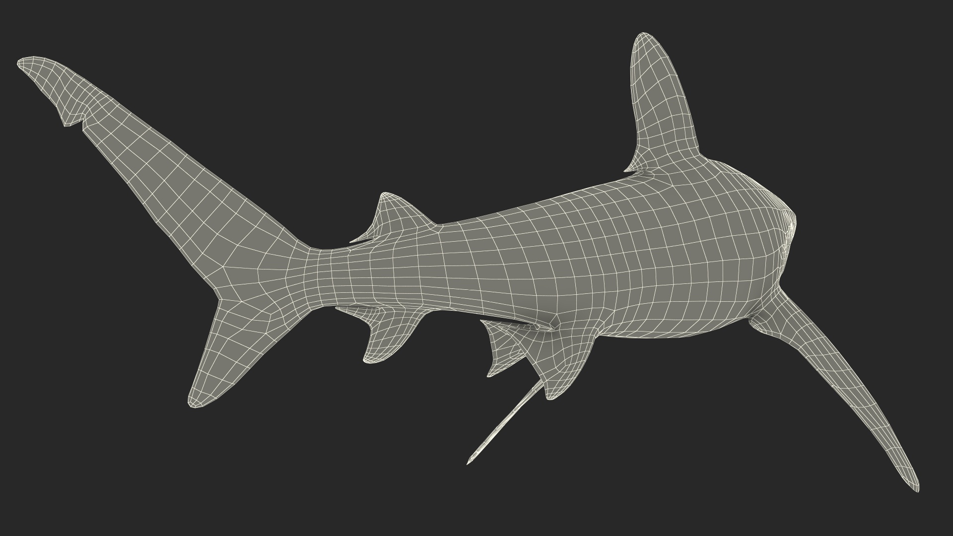 Oceanic Whitetip Shark or Carcharhinus Longimanus 3D model