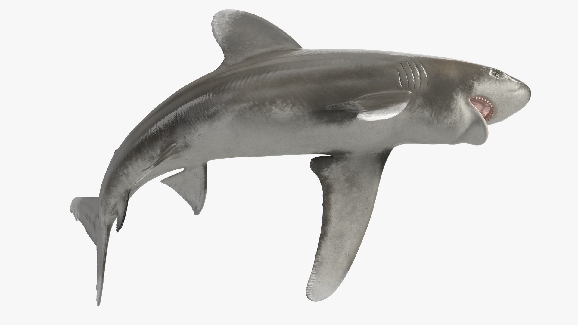 Oceanic Whitetip Shark or Carcharhinus Longimanus 3D model