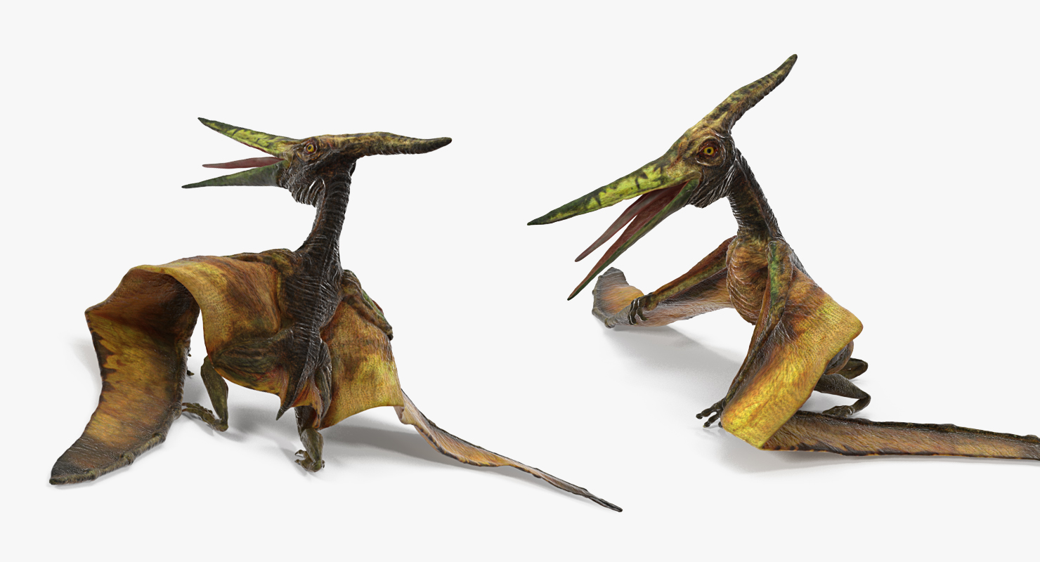 3D Pteranodon Flying Carnivorous Reptile Standing Pose