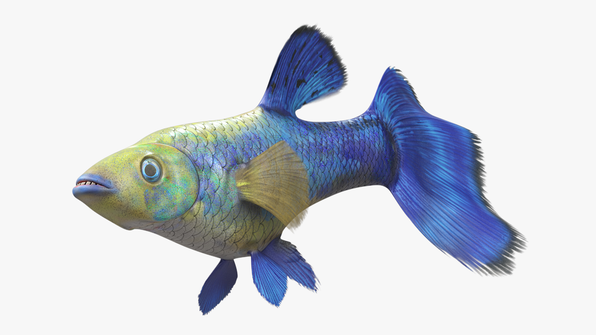 Guppy Fish Blue Diamond Rigged for Cinema 4D 3D model
