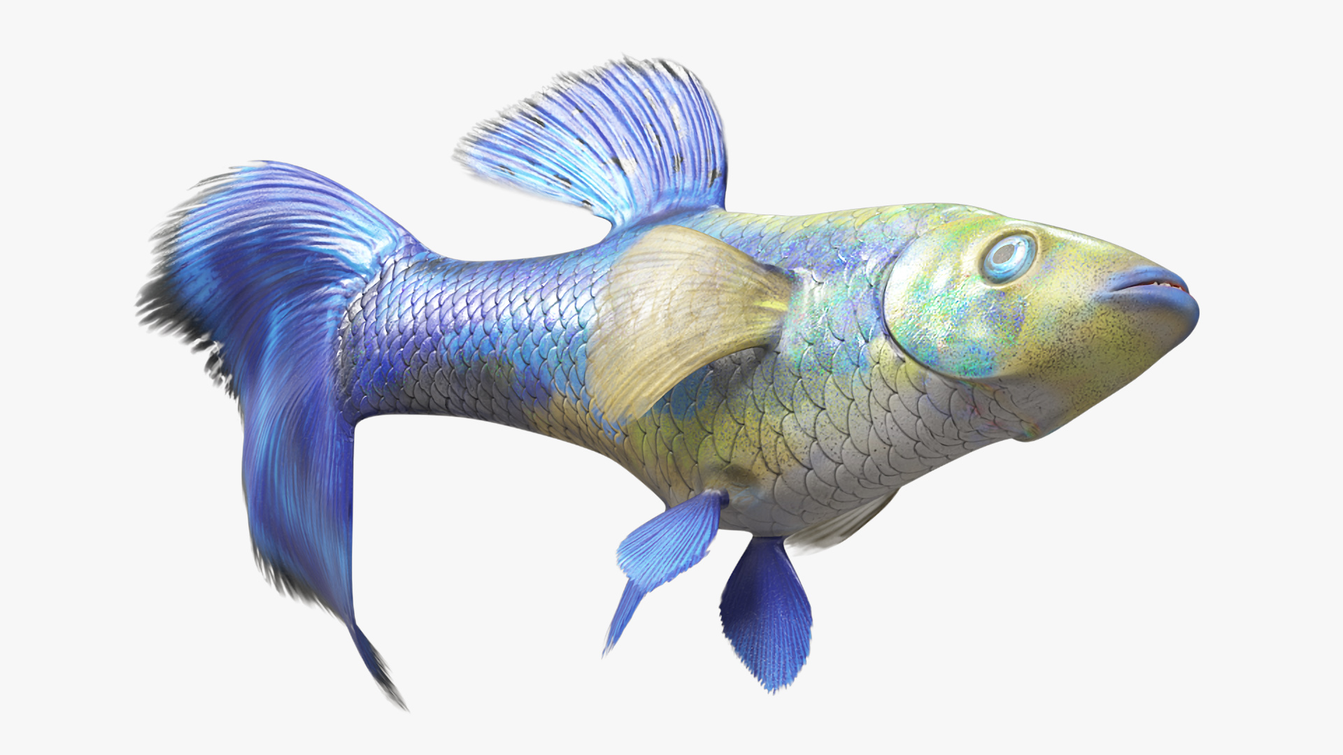 Guppy Fish Blue Diamond Rigged for Cinema 4D 3D model