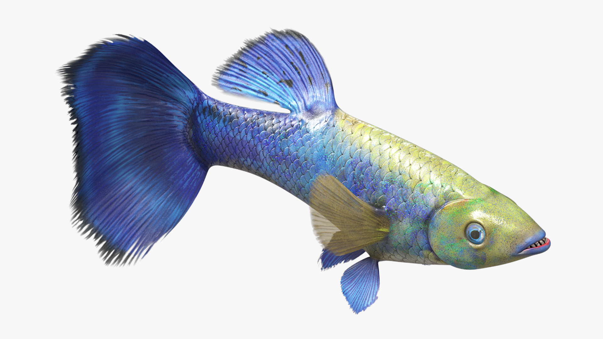 Guppy Fish Blue Diamond Rigged for Cinema 4D 3D model