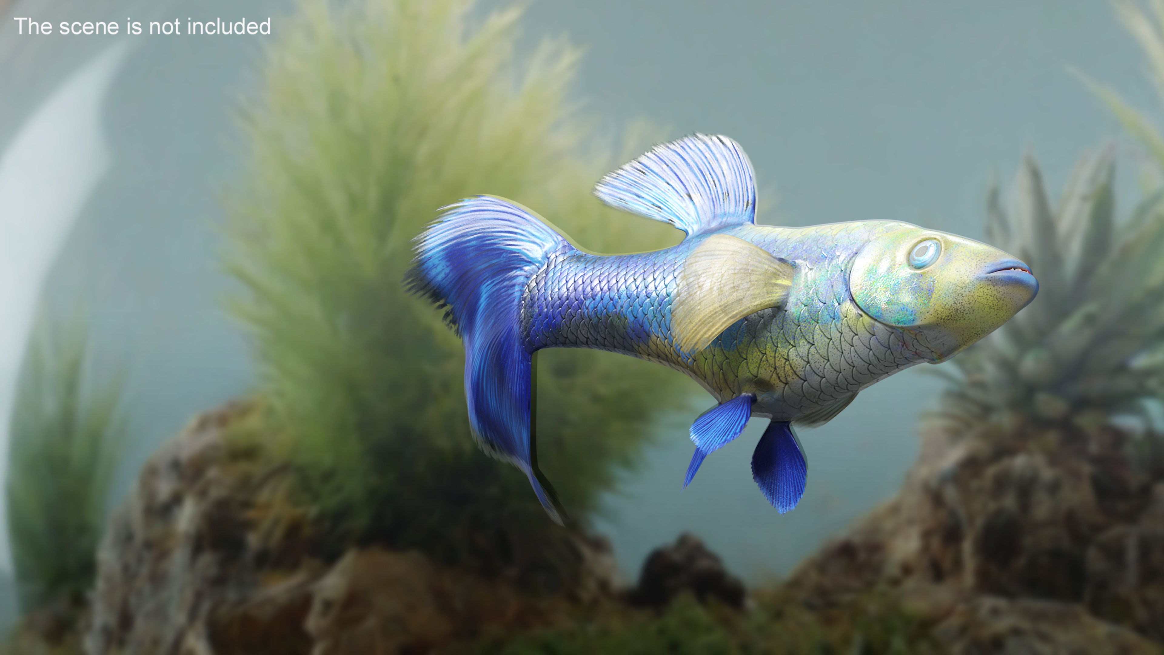 Guppy Fish Blue Diamond Rigged for Cinema 4D 3D model