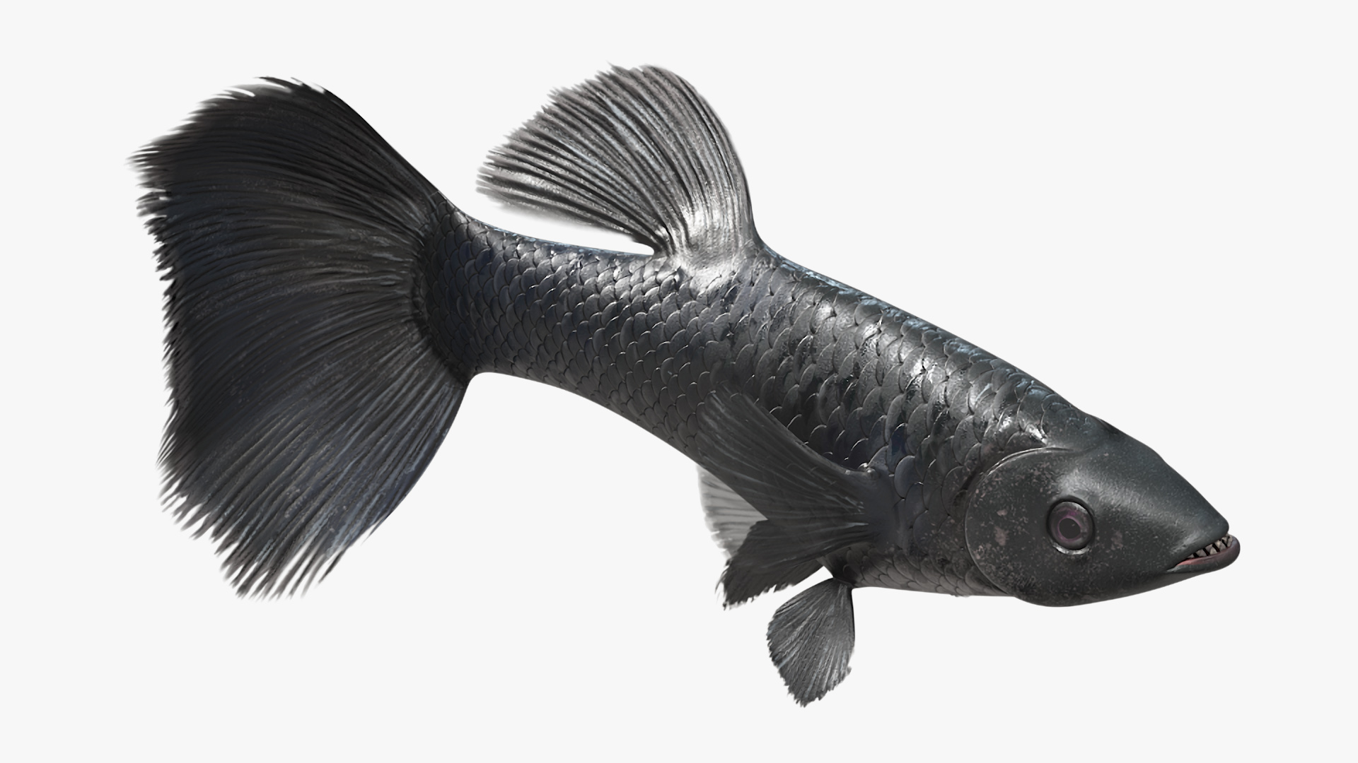 3D model Guppy Fish Black Prince Rigged