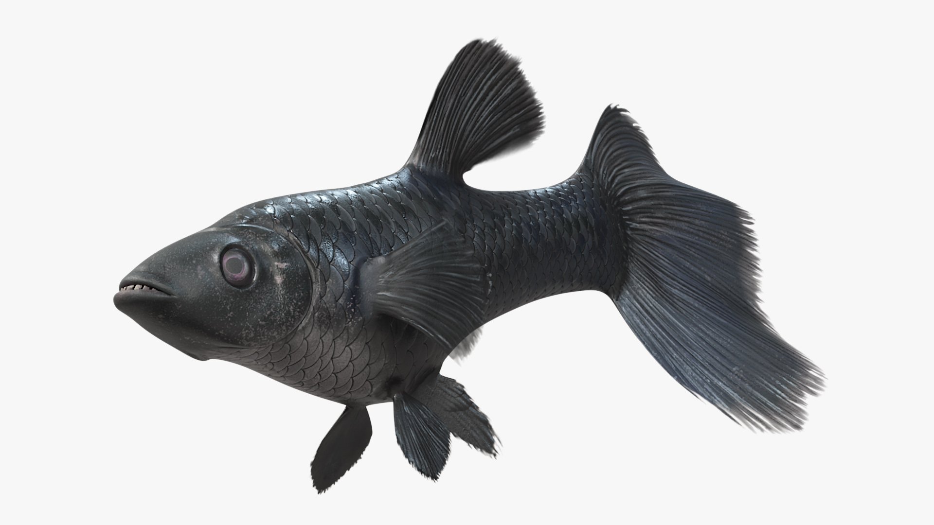 3D model Guppy Fish Black Prince Rigged
