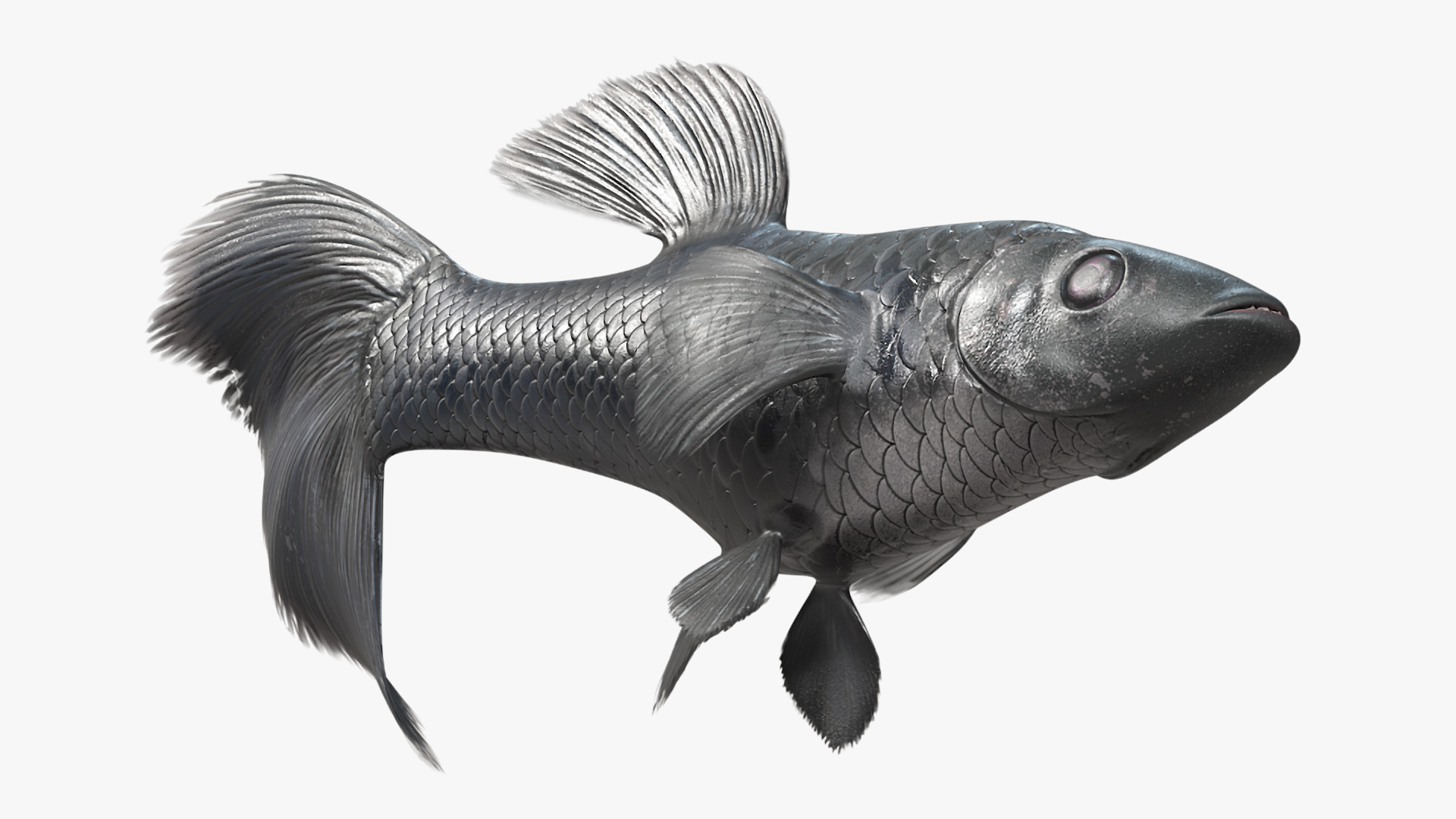 3D model Guppy Fish Black Prince Rigged