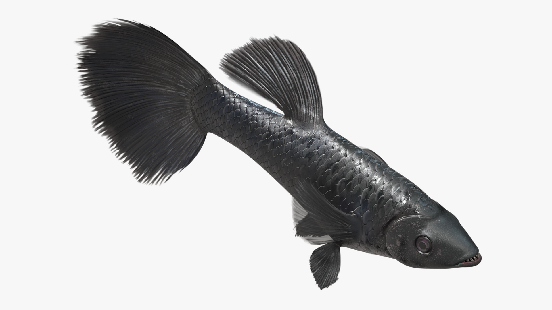 3D model Guppy Fish Black Prince Rigged
