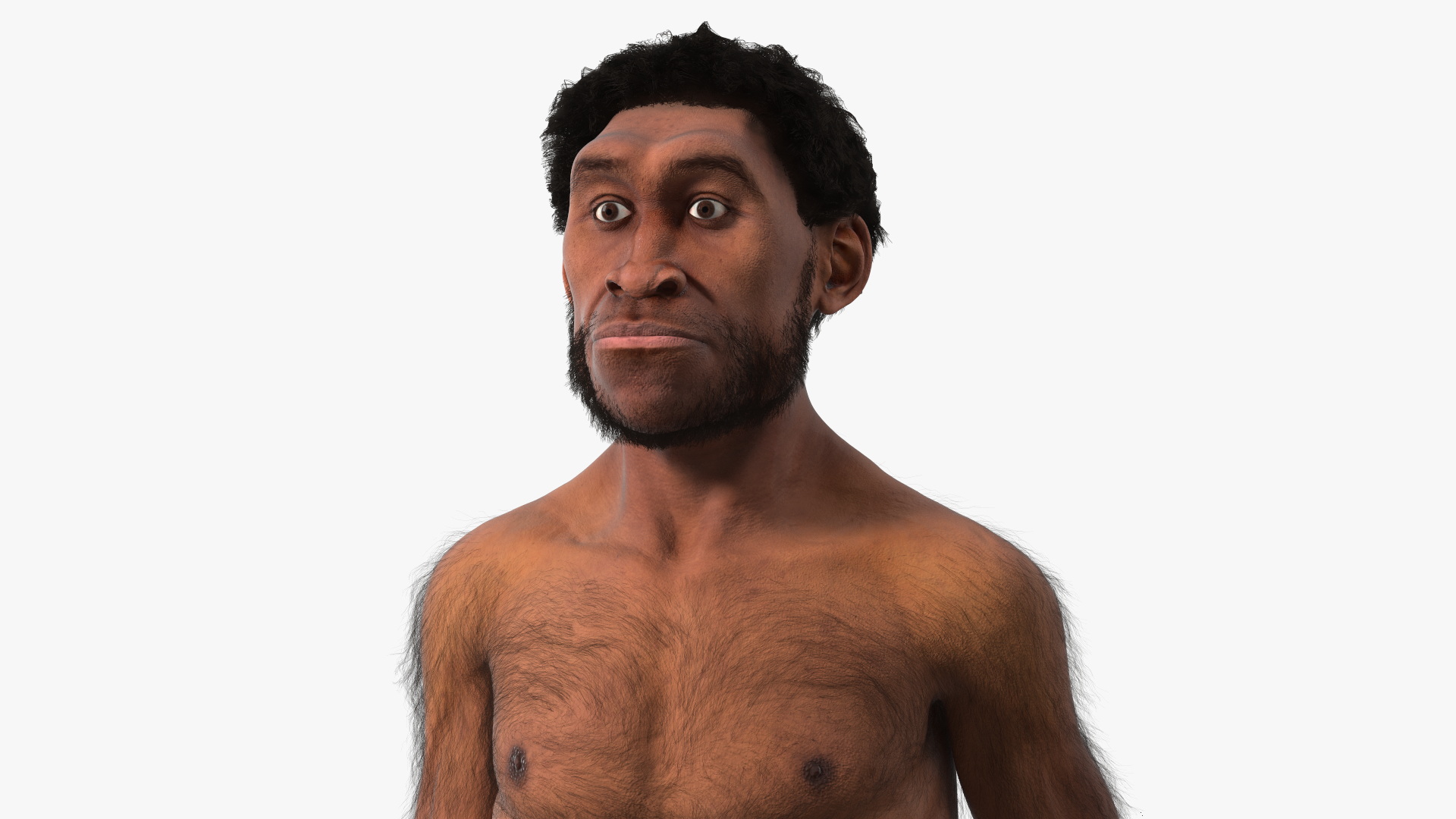 3D Homo Erectus Fur Rigged model