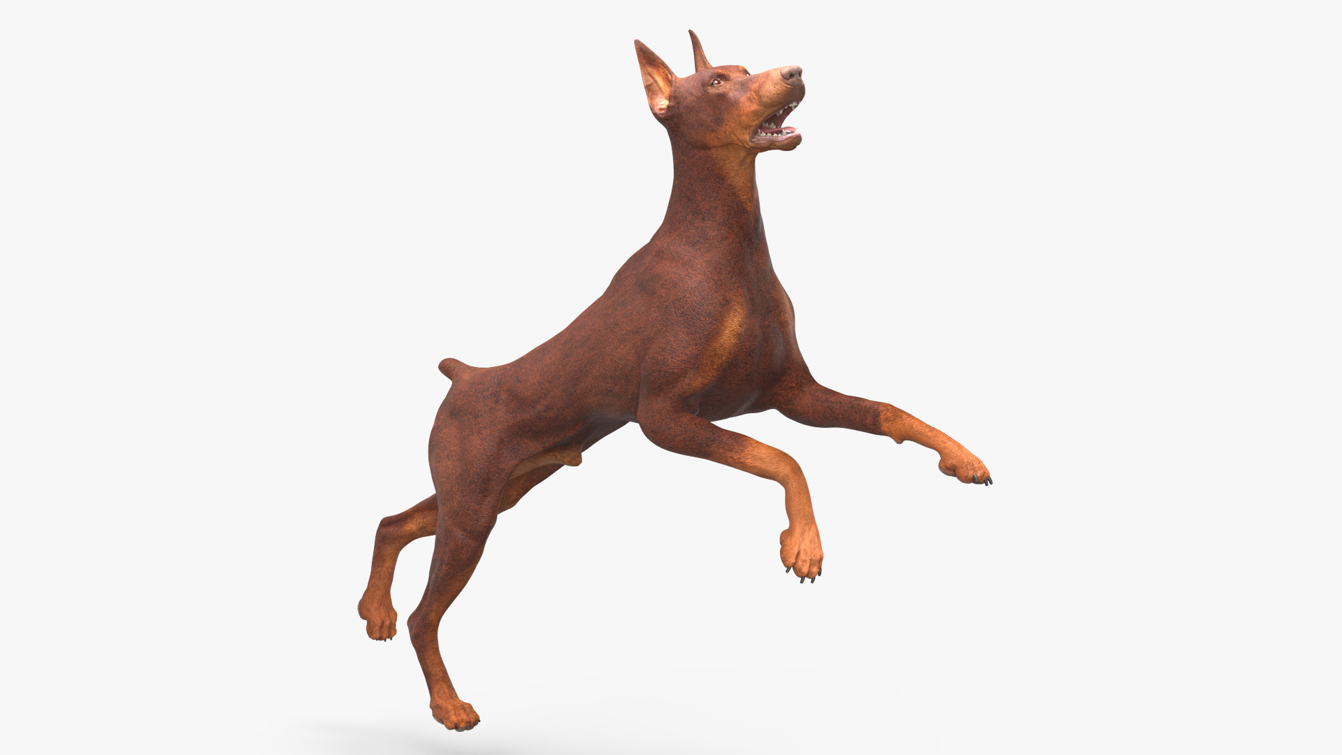 Doberman Dog Brown Rigged for Cinema 4D 3D model