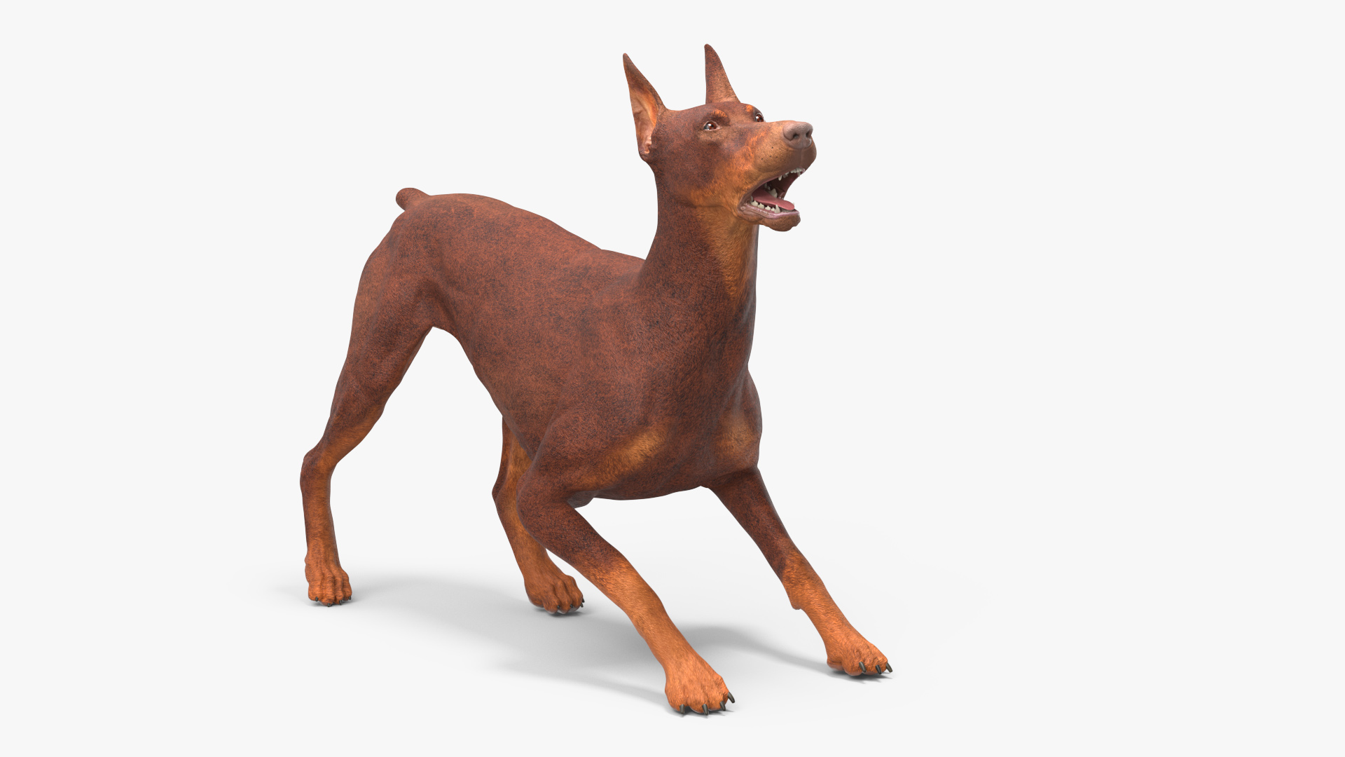 Doberman Dog Brown Rigged for Cinema 4D 3D model