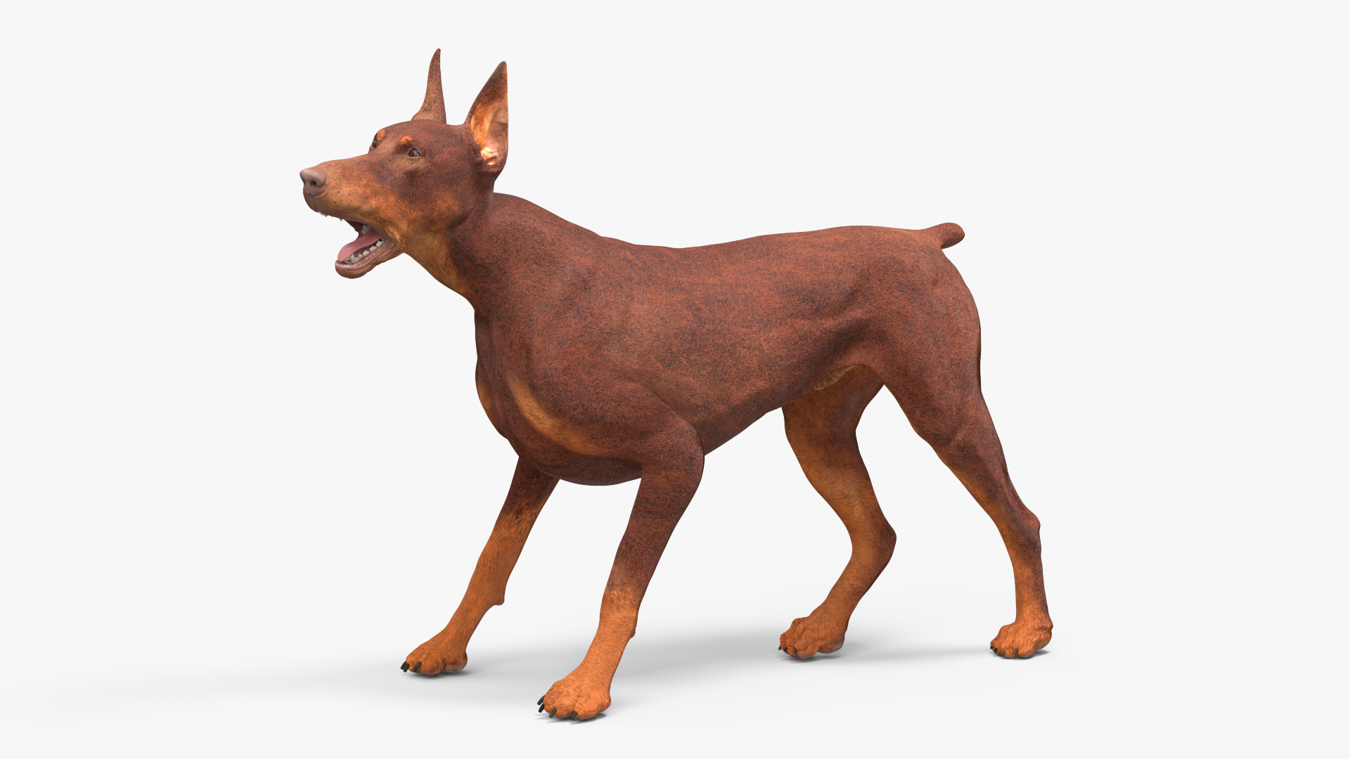 Doberman Dog Brown Rigged for Cinema 4D 3D model