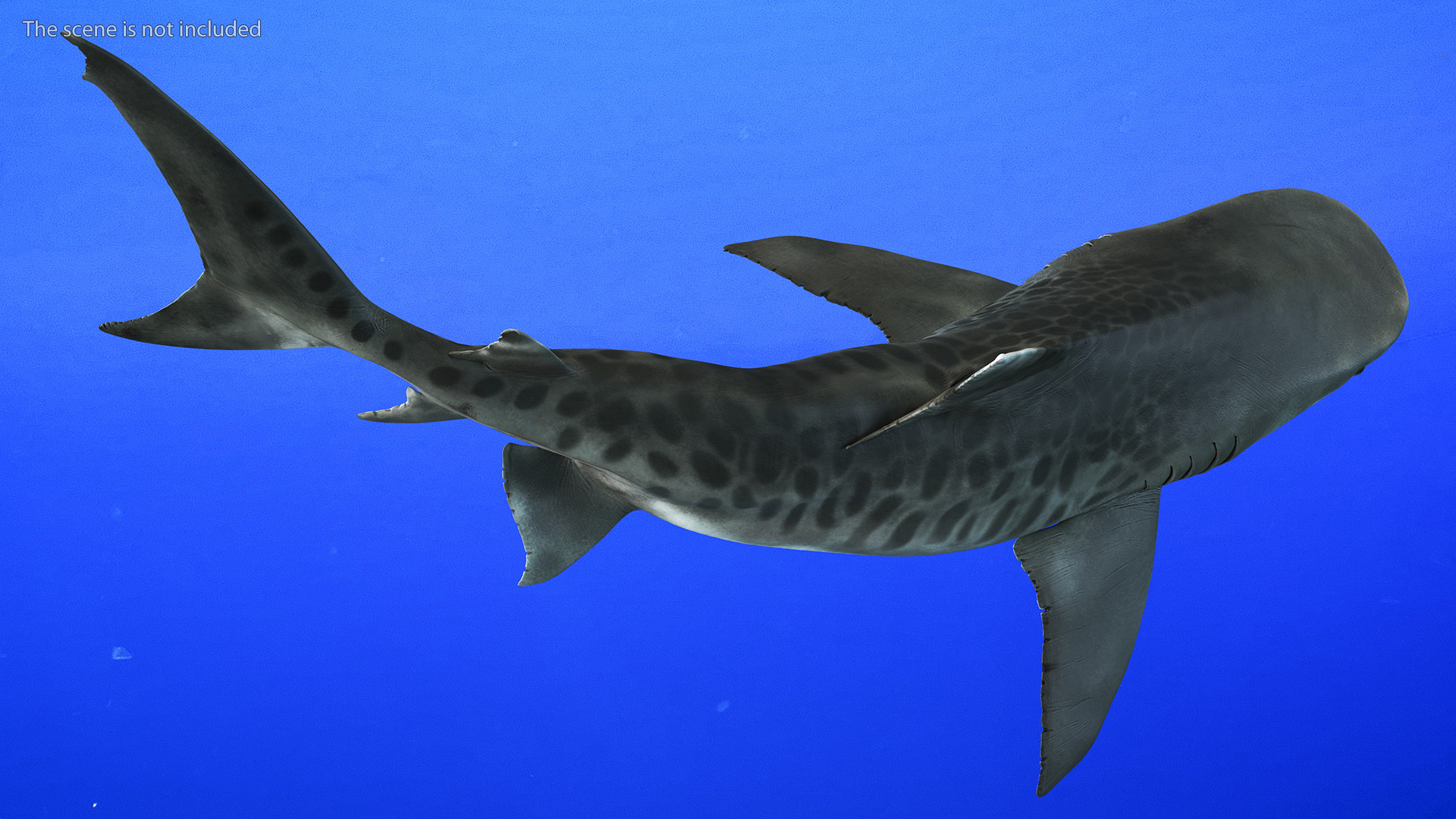 3D Tiger Shark Attacking