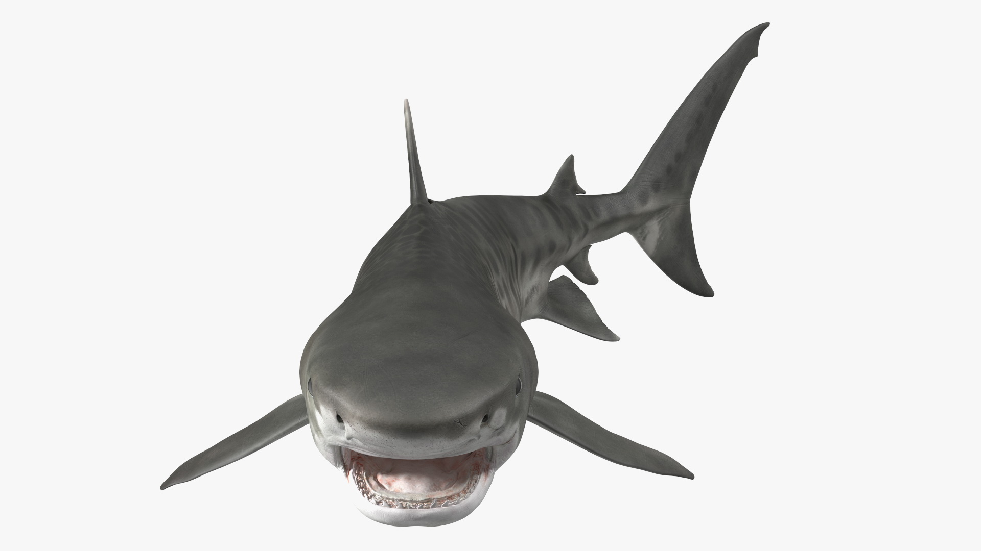 3D Tiger Shark Attacking