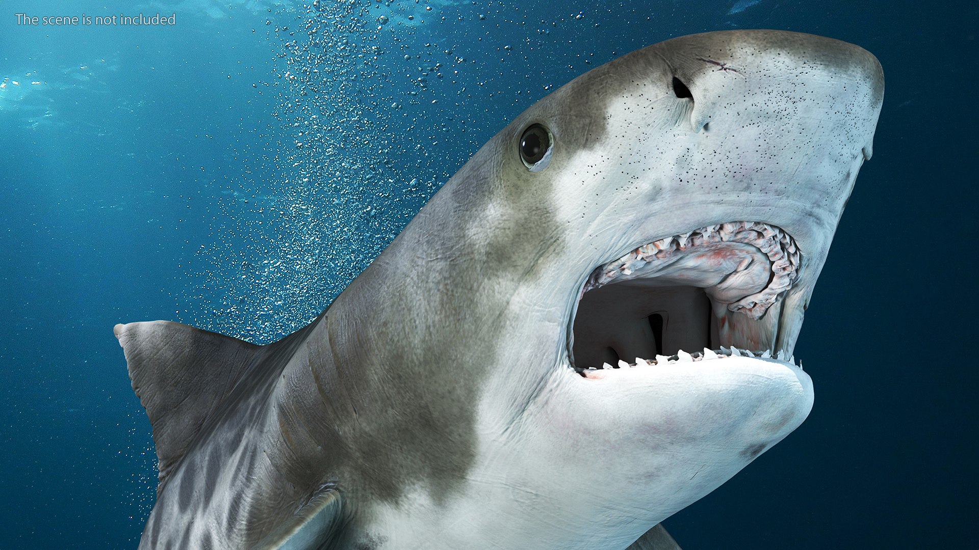 3D Tiger Shark Attacking