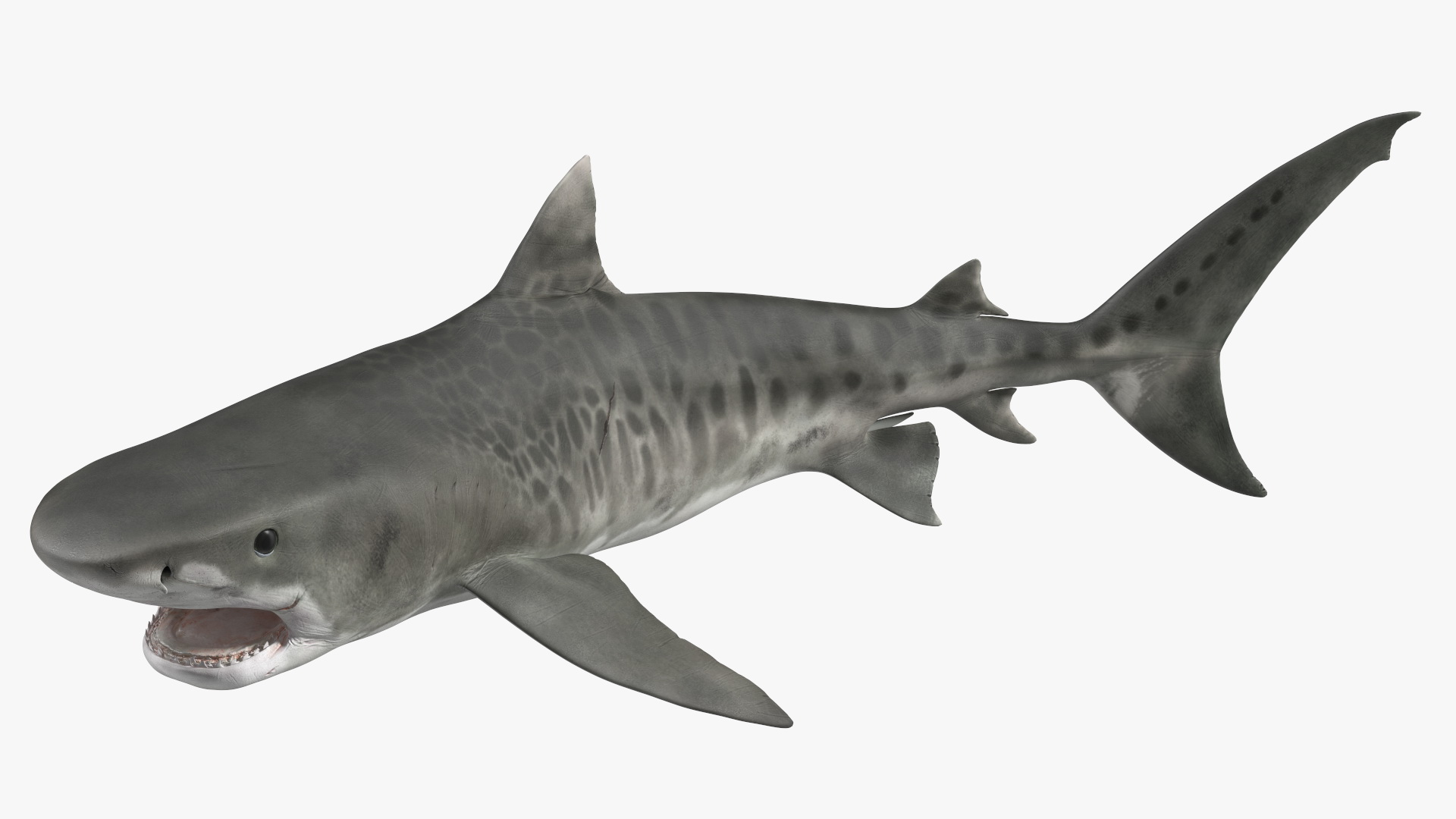 3D Tiger Shark Attacking