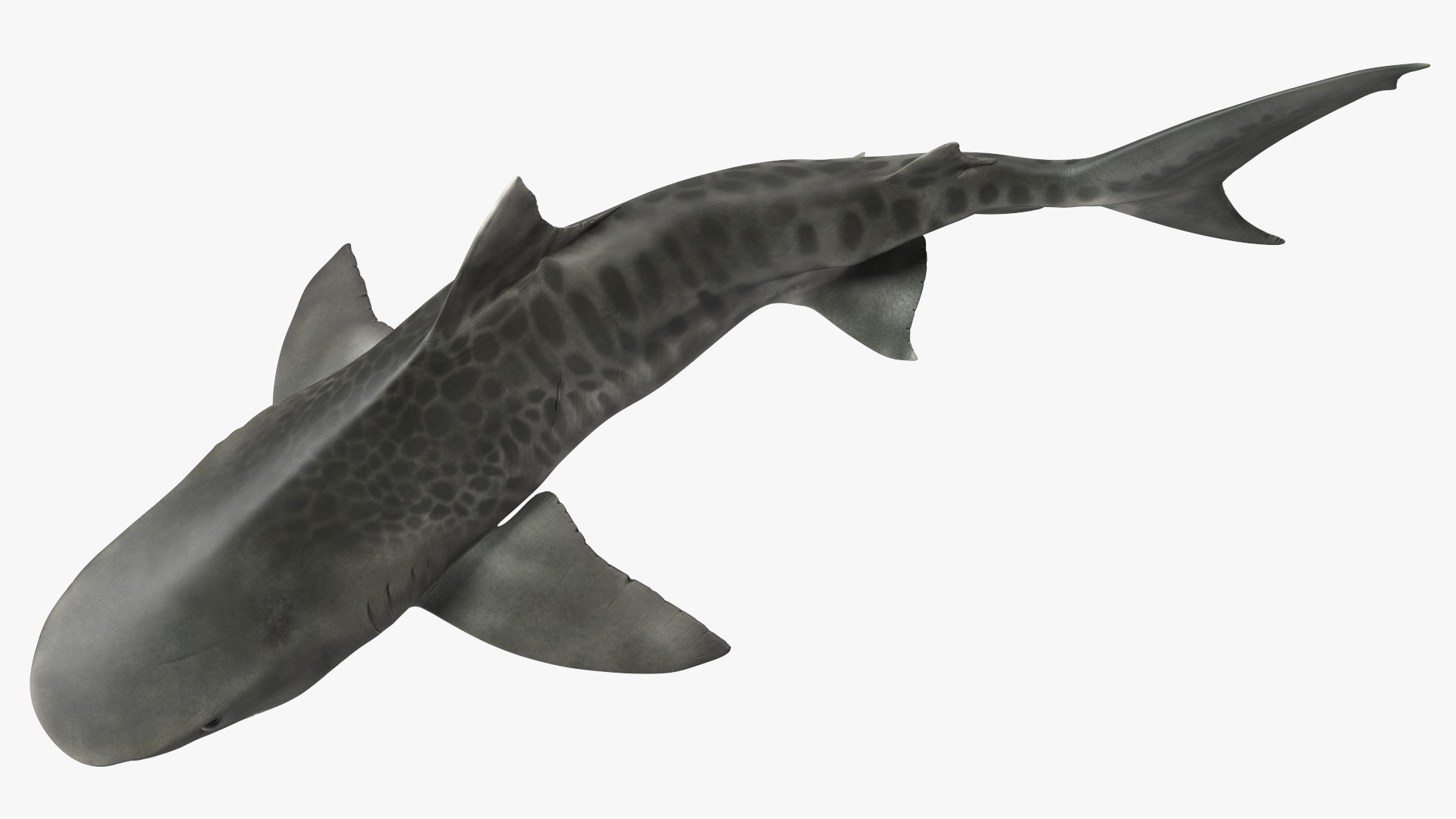 3D Tiger Shark Attacking