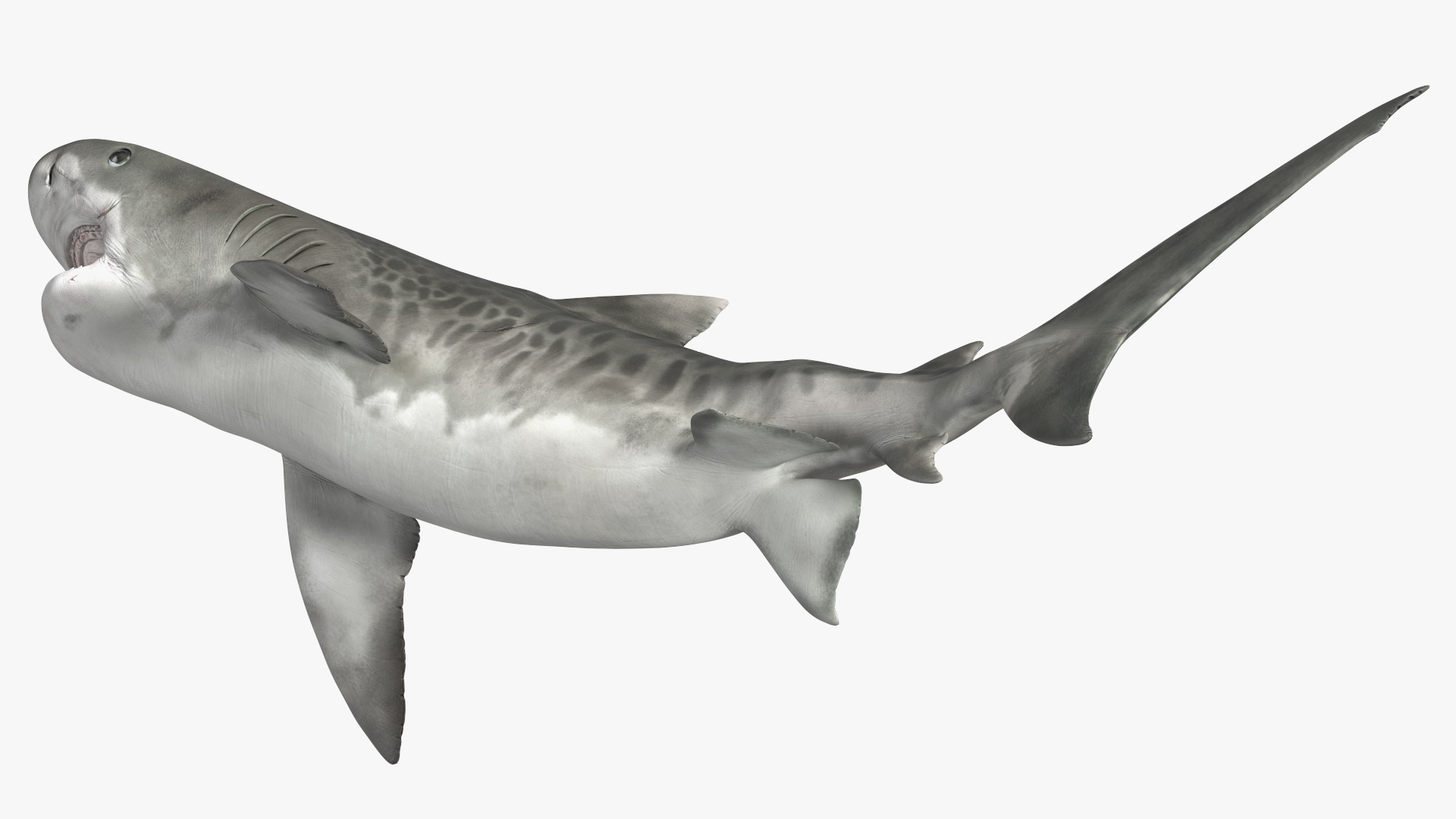 3D Tiger Shark Attacking