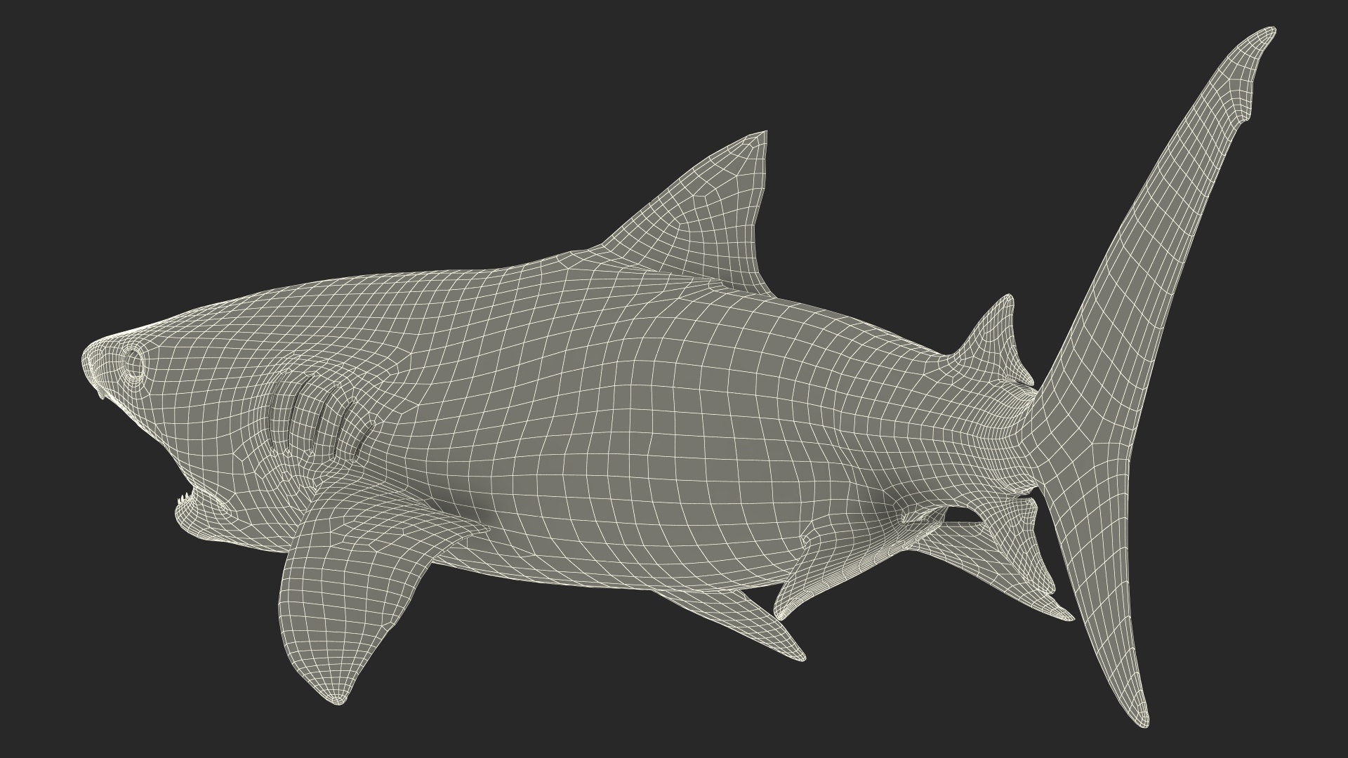 3D Tiger Shark Attacking