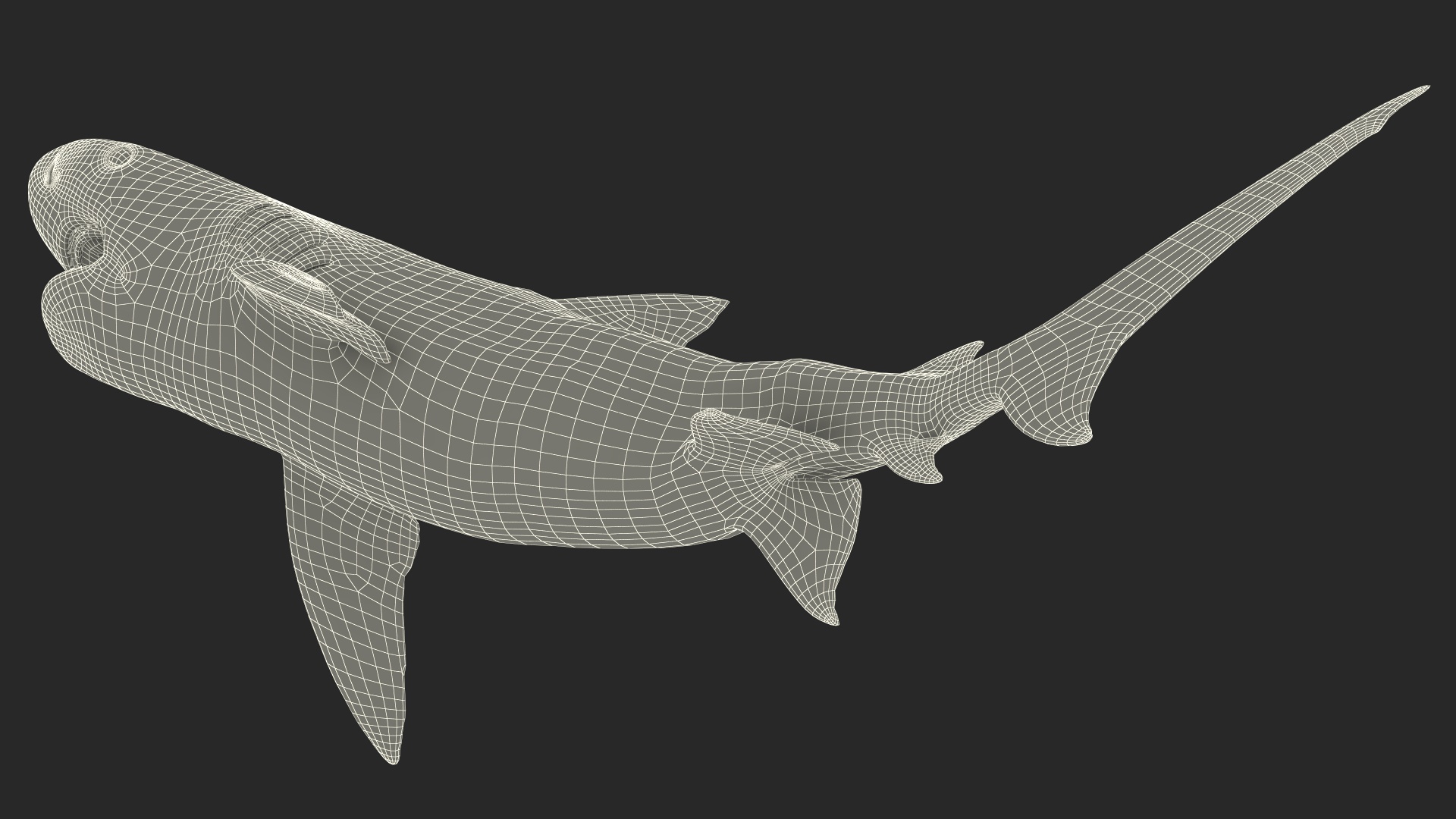 3D Tiger Shark Attacking