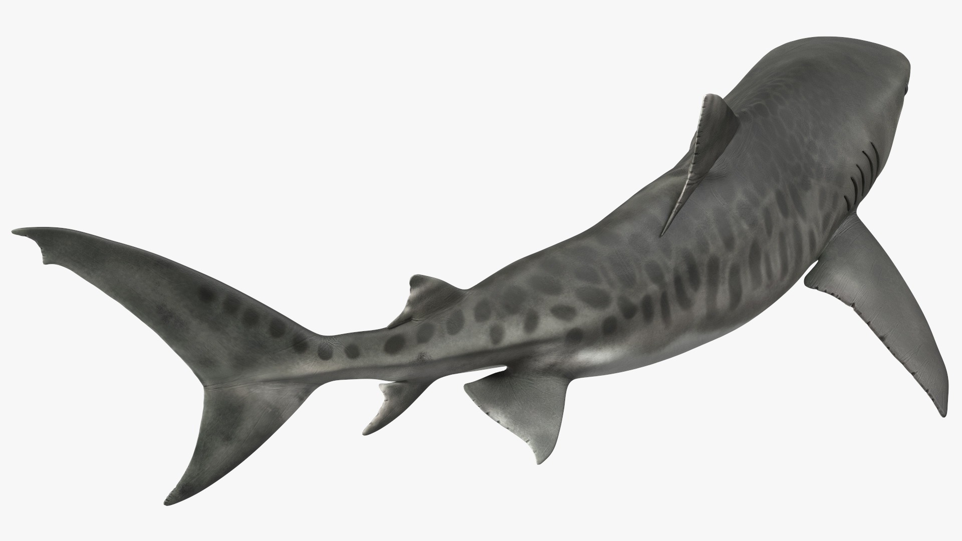 3D Tiger Shark Attacking