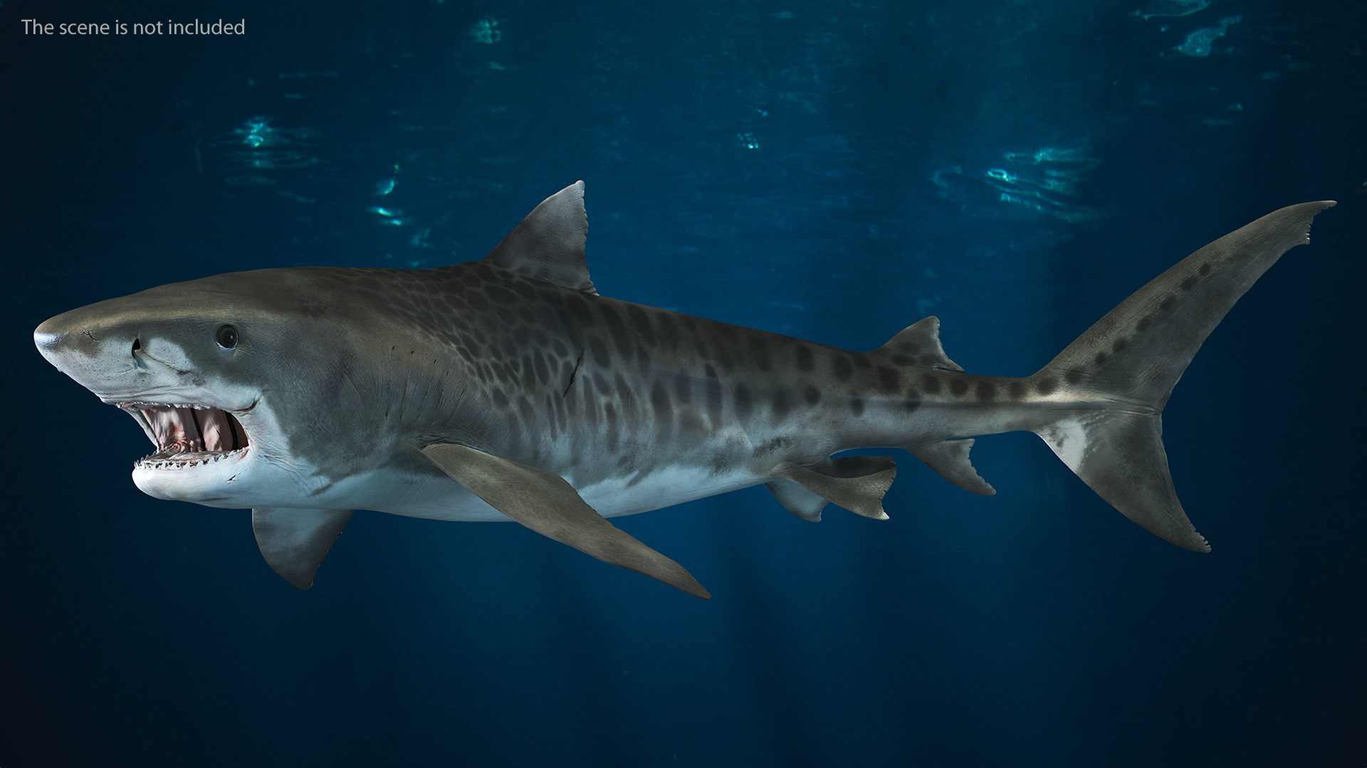 3D Tiger Shark Attacking