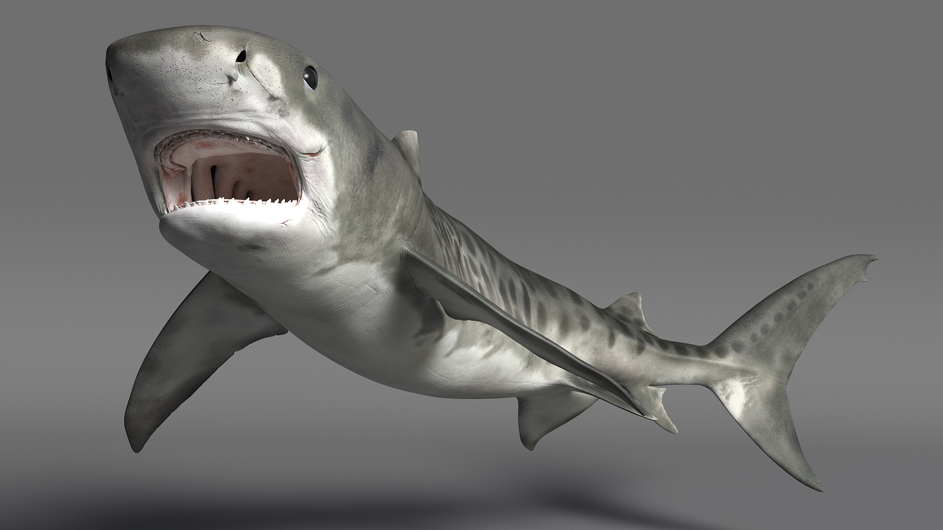 3D Tiger Shark Attacking