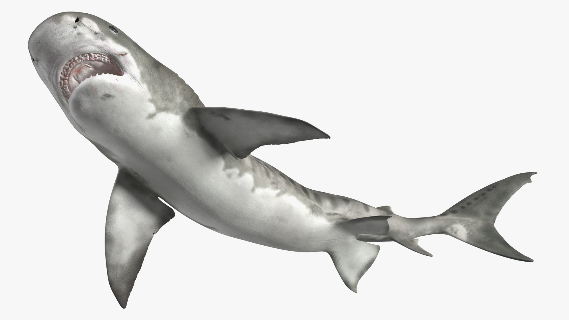 3D Tiger Shark Attacking