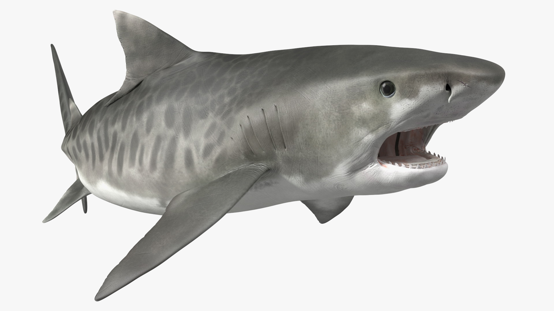 3D Tiger Shark Attacking