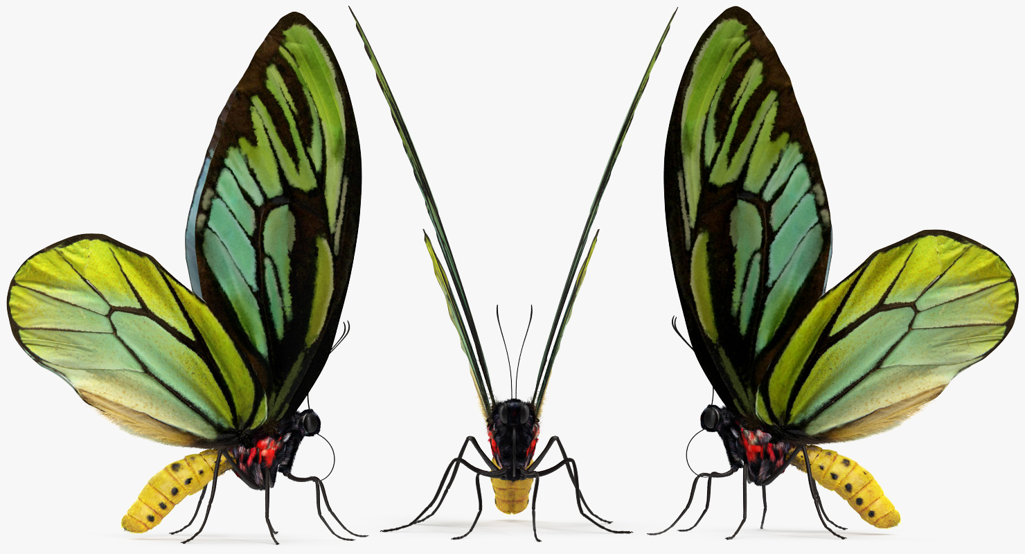 Butterfly Ornithoptera Alexandrae with Fur 3D