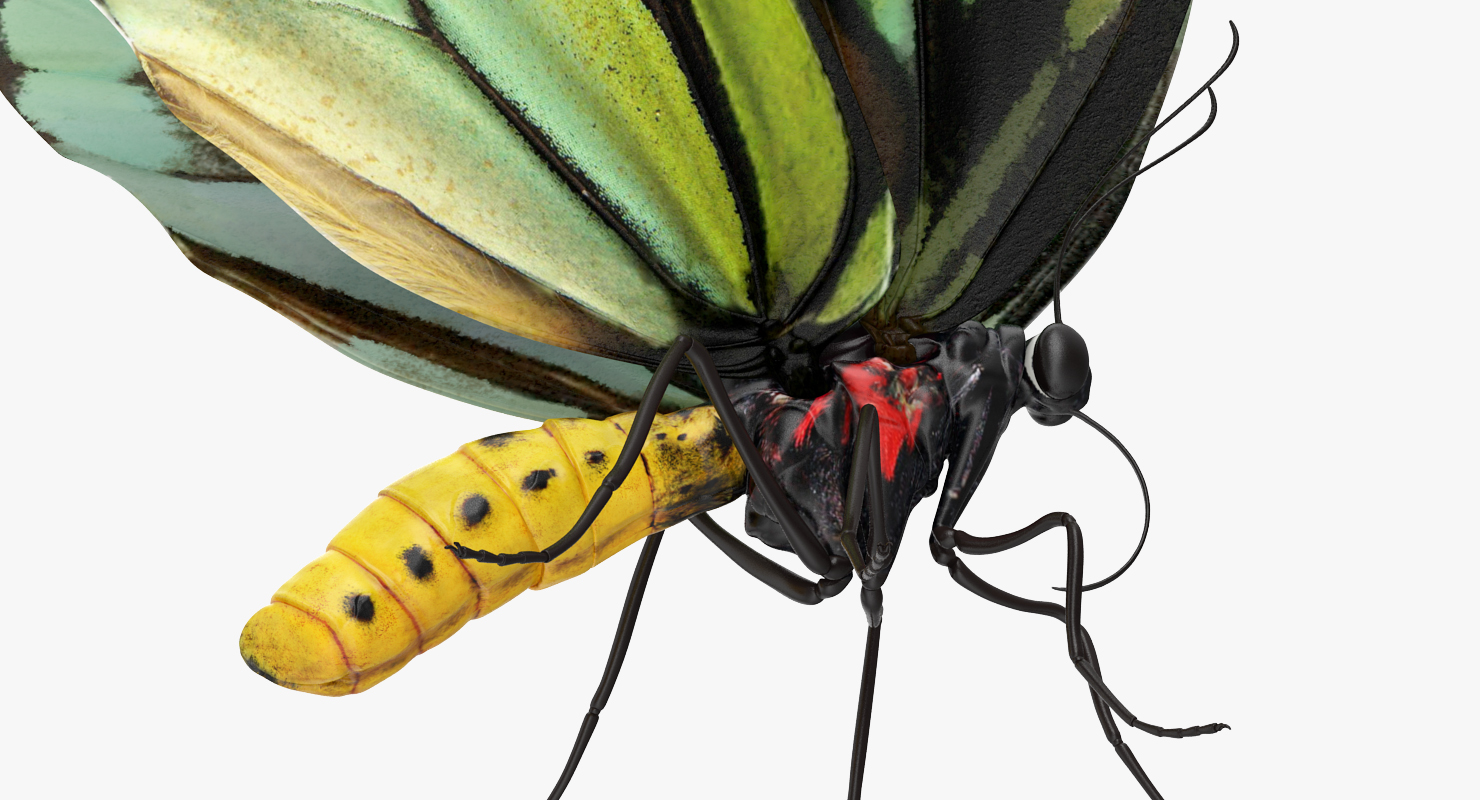 Butterfly Ornithoptera Alexandrae with Fur 3D