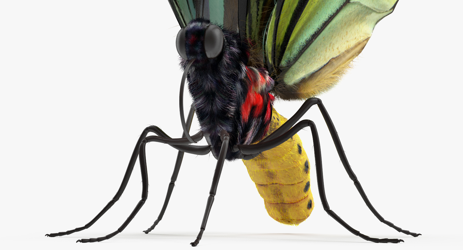 Butterfly Ornithoptera Alexandrae with Fur 3D