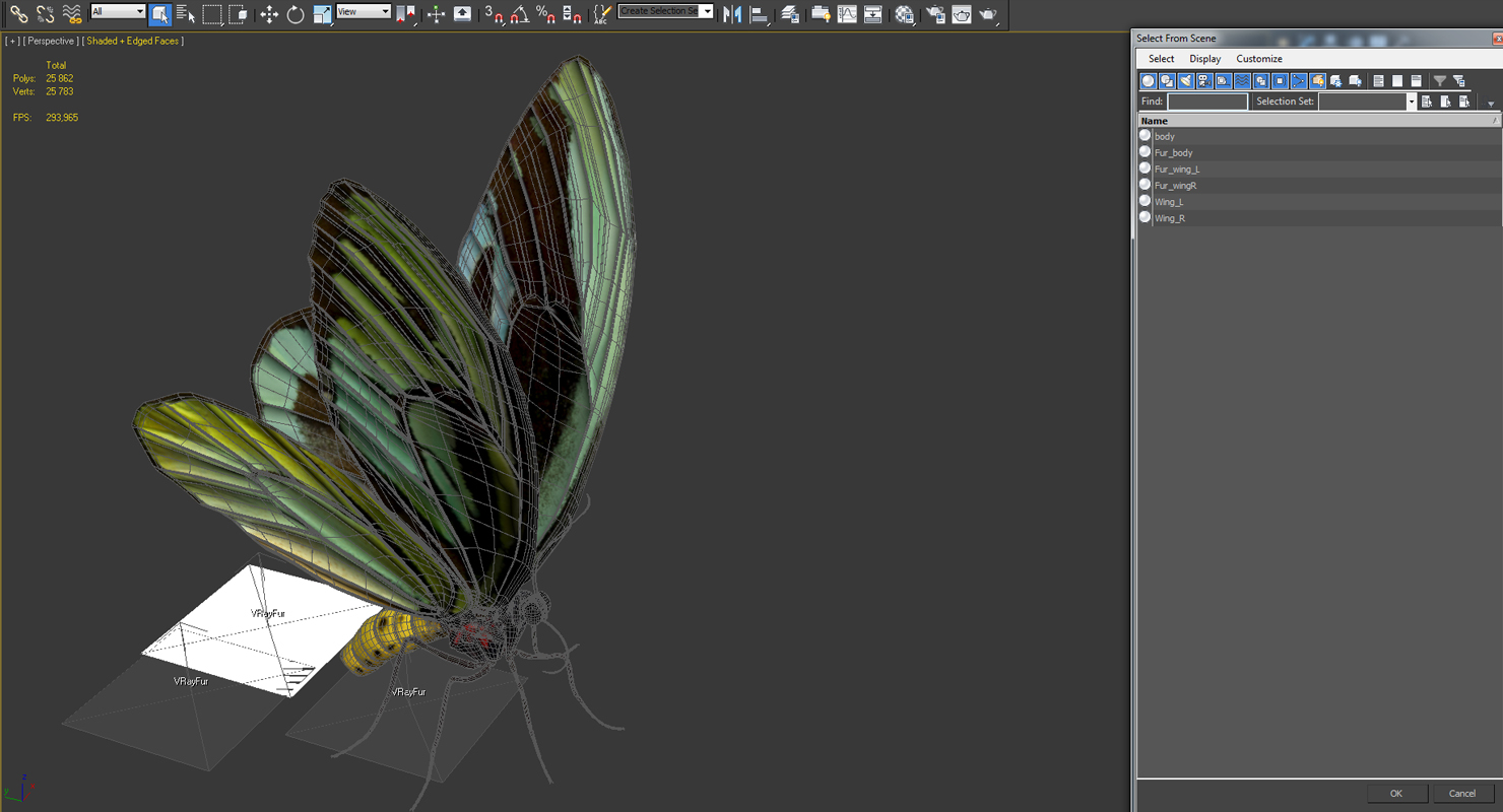 Butterfly Ornithoptera Alexandrae with Fur 3D