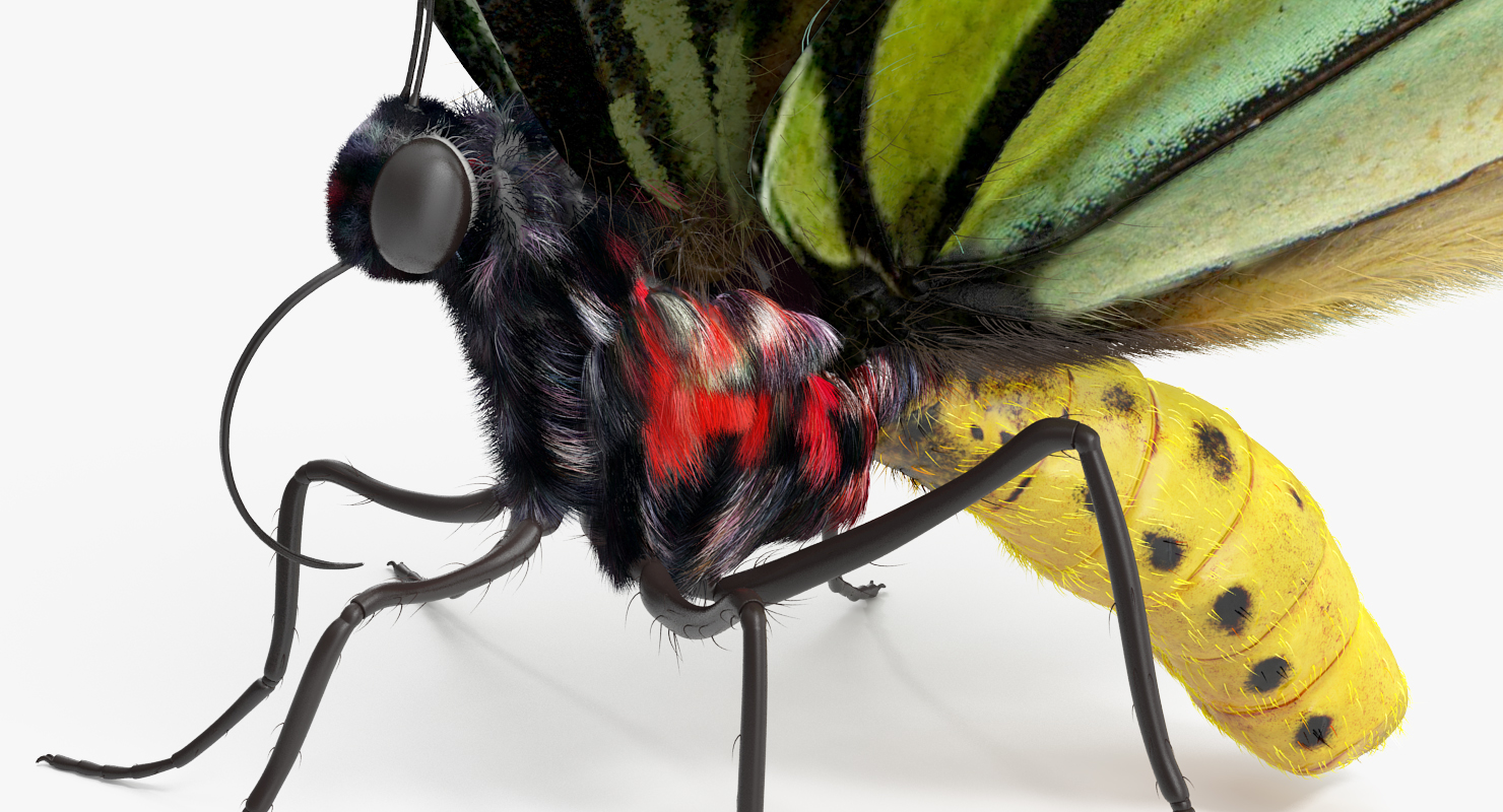 Butterfly Ornithoptera Alexandrae with Fur 3D