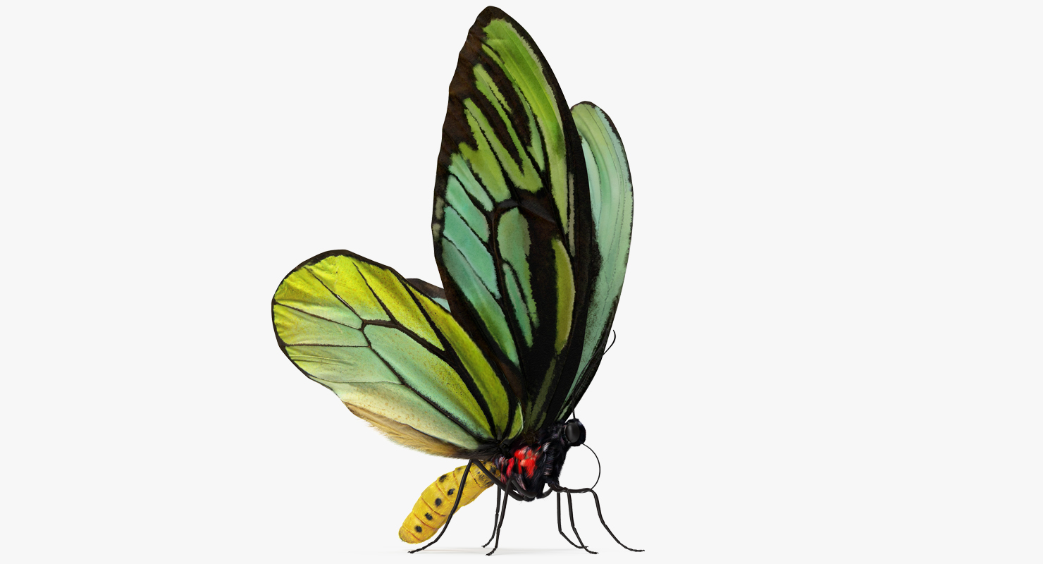 Butterfly Ornithoptera Alexandrae with Fur 3D