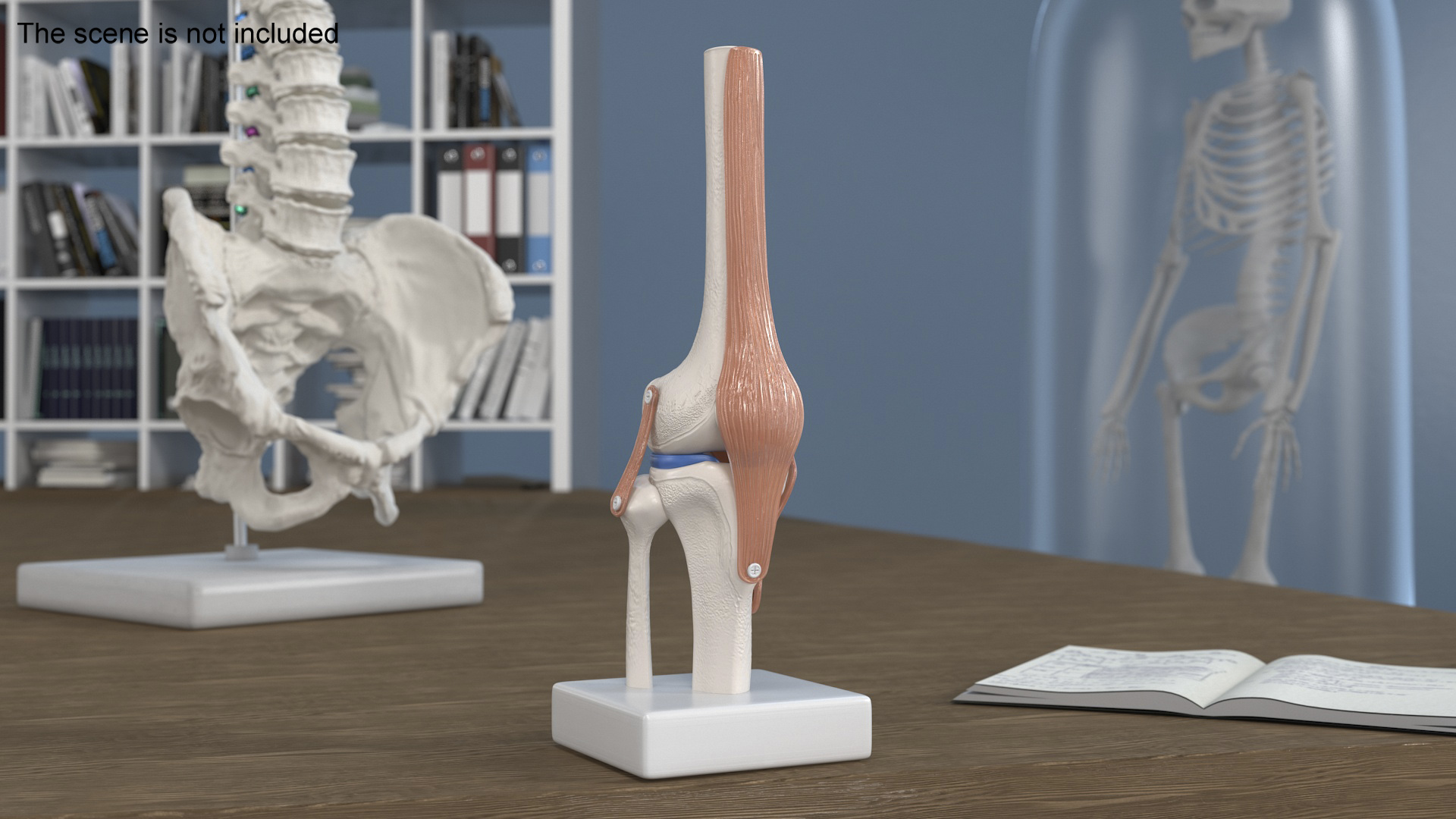 3D Anatomical Model of Knee Joint for 3D Print model