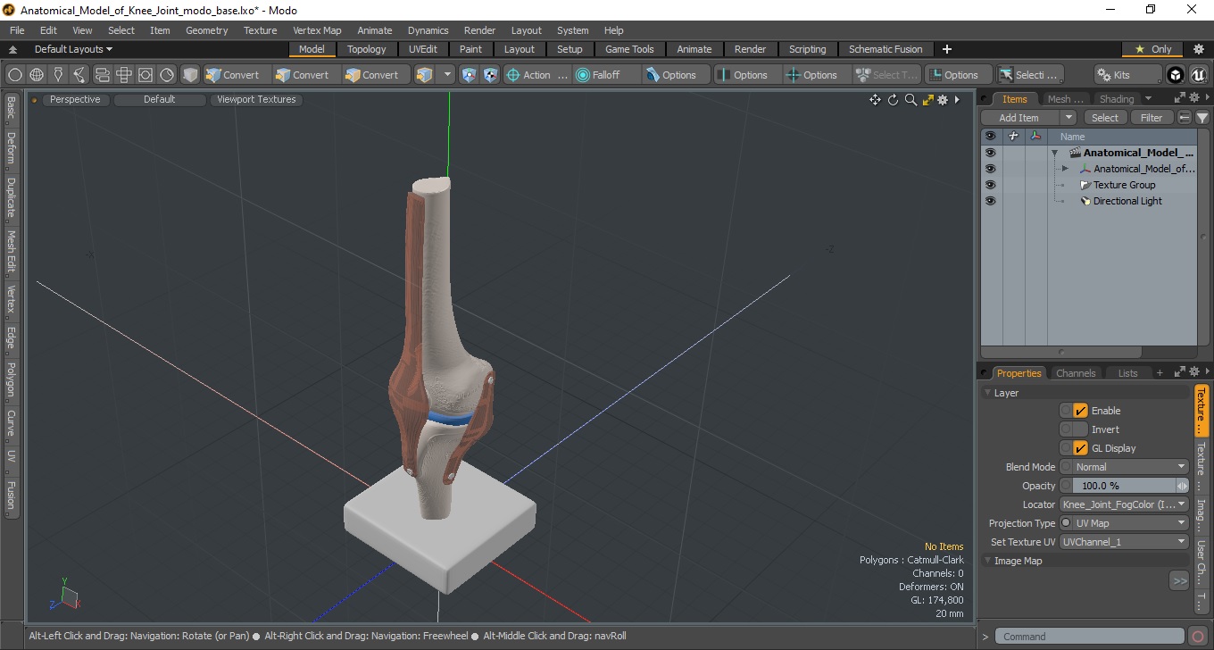 3D Anatomical Model of Knee Joint for 3D Print model